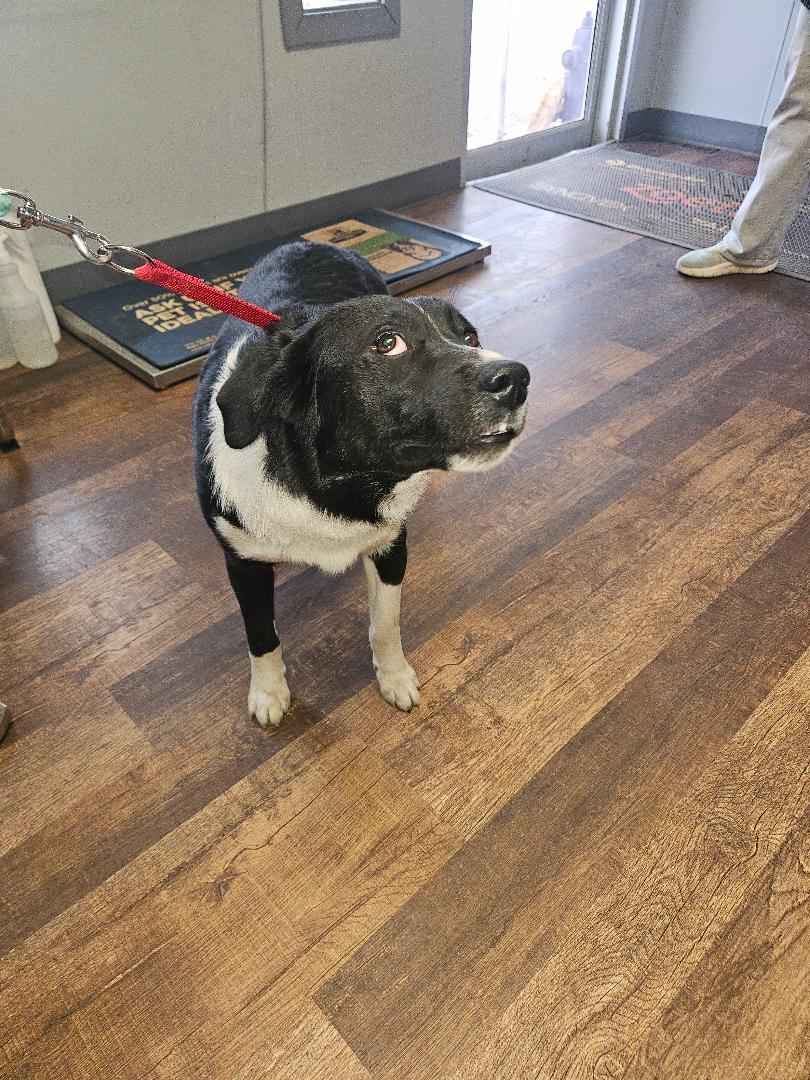 Enlarge Deetz, a ADOPTABLE mixed breed in Norton, KS image 4/4