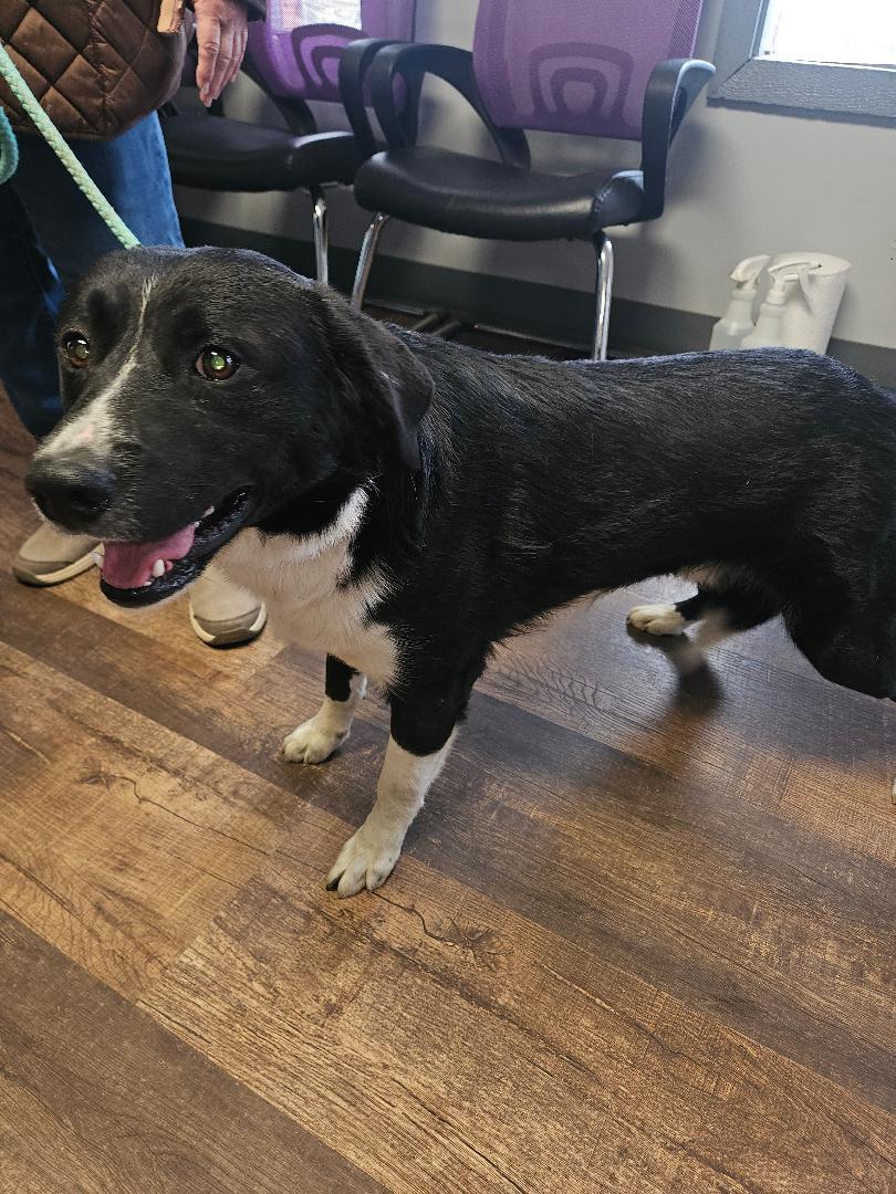 Enlarge Deetz, a ADOPTABLE mixed breed in Norton, KS image 2/4