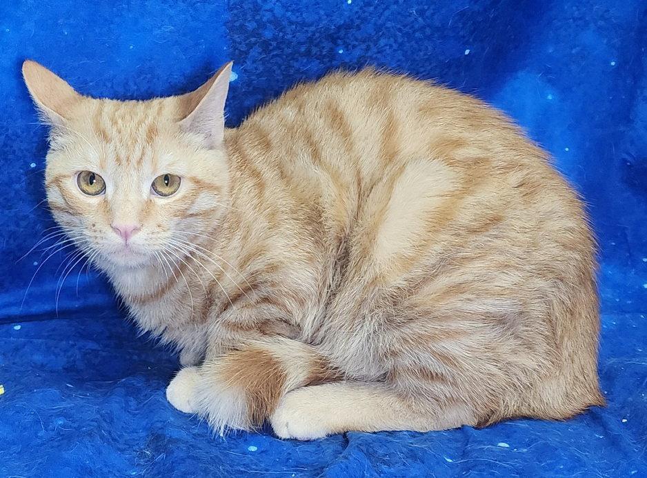 260159  Leo, Adopted, Young Male Domestic Short Hair.