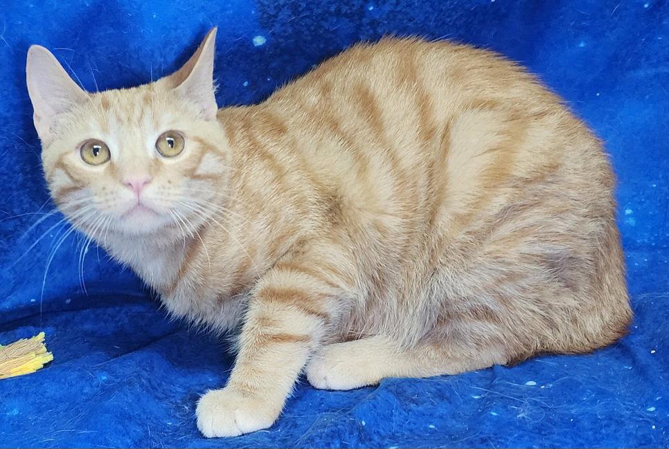 Enlarge 260159  Leo, a Adopted Domestic Short Hair in Wetumpka, AL image 2/3