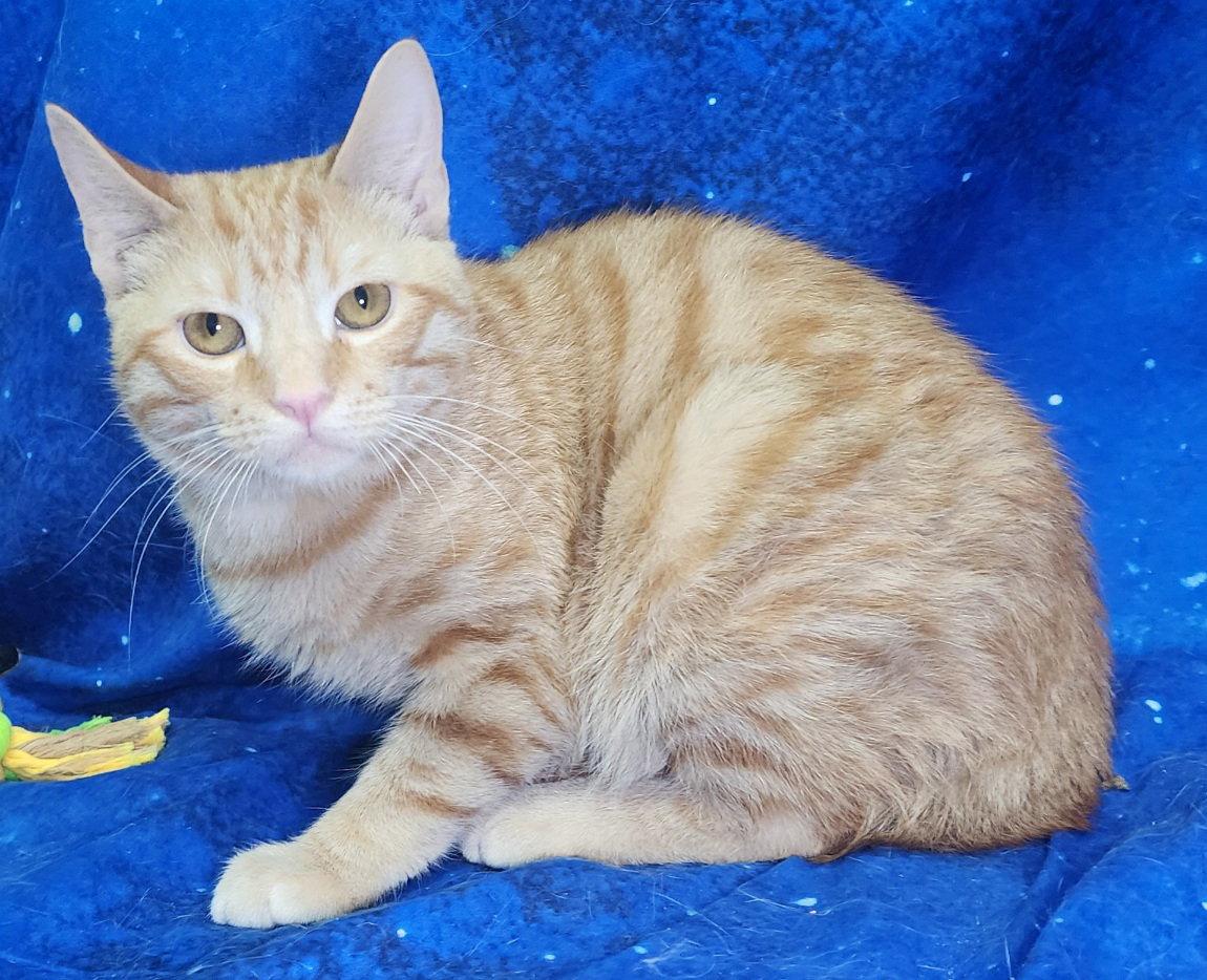 Enlarge 260159  Leo, a Adopted Domestic Short Hair in Wetumpka, AL image 3/3