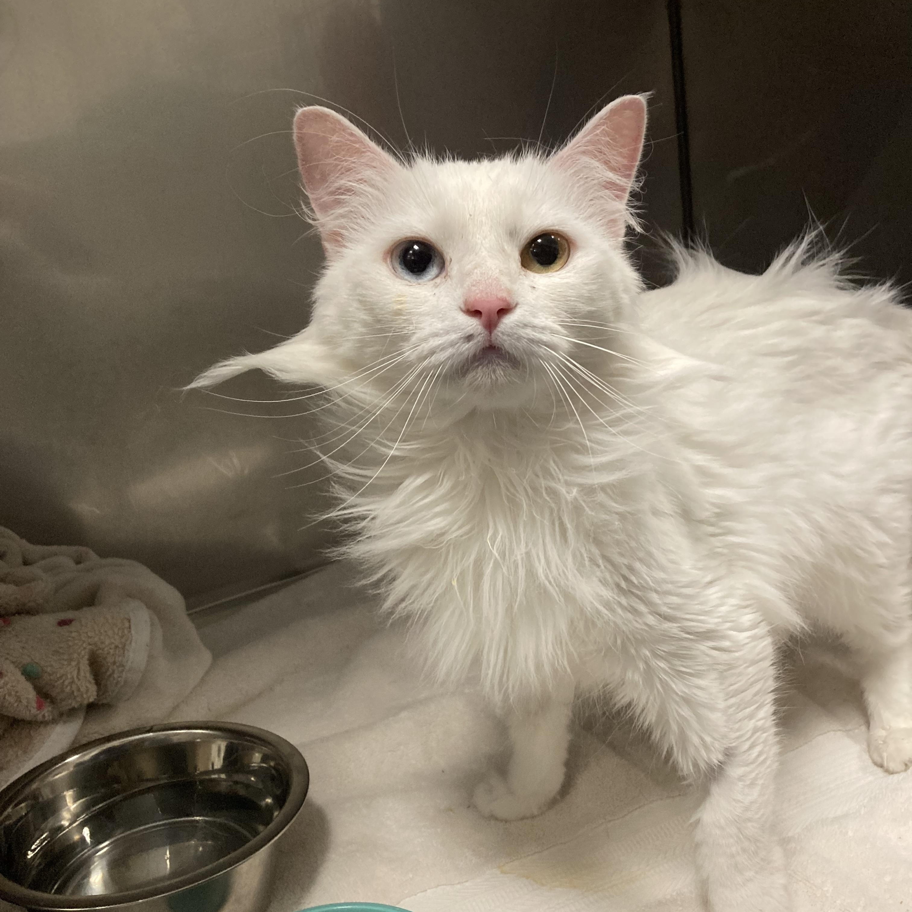 Aurora, Adoptable, Adult Female Turkish Angora.
