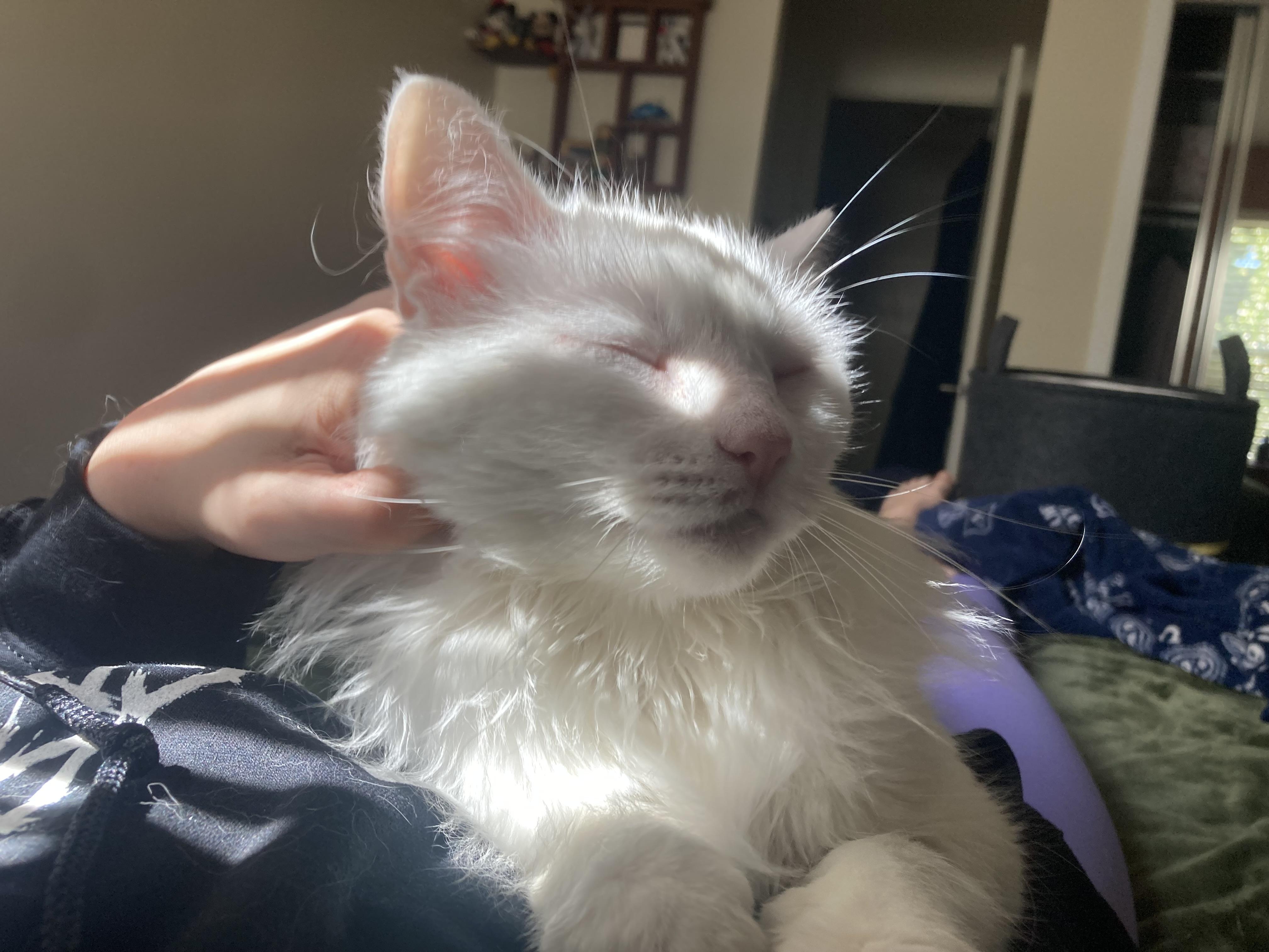 Enlarge Aurora, a Adoptable Turkish Angora in Penryn, CA image 3/3