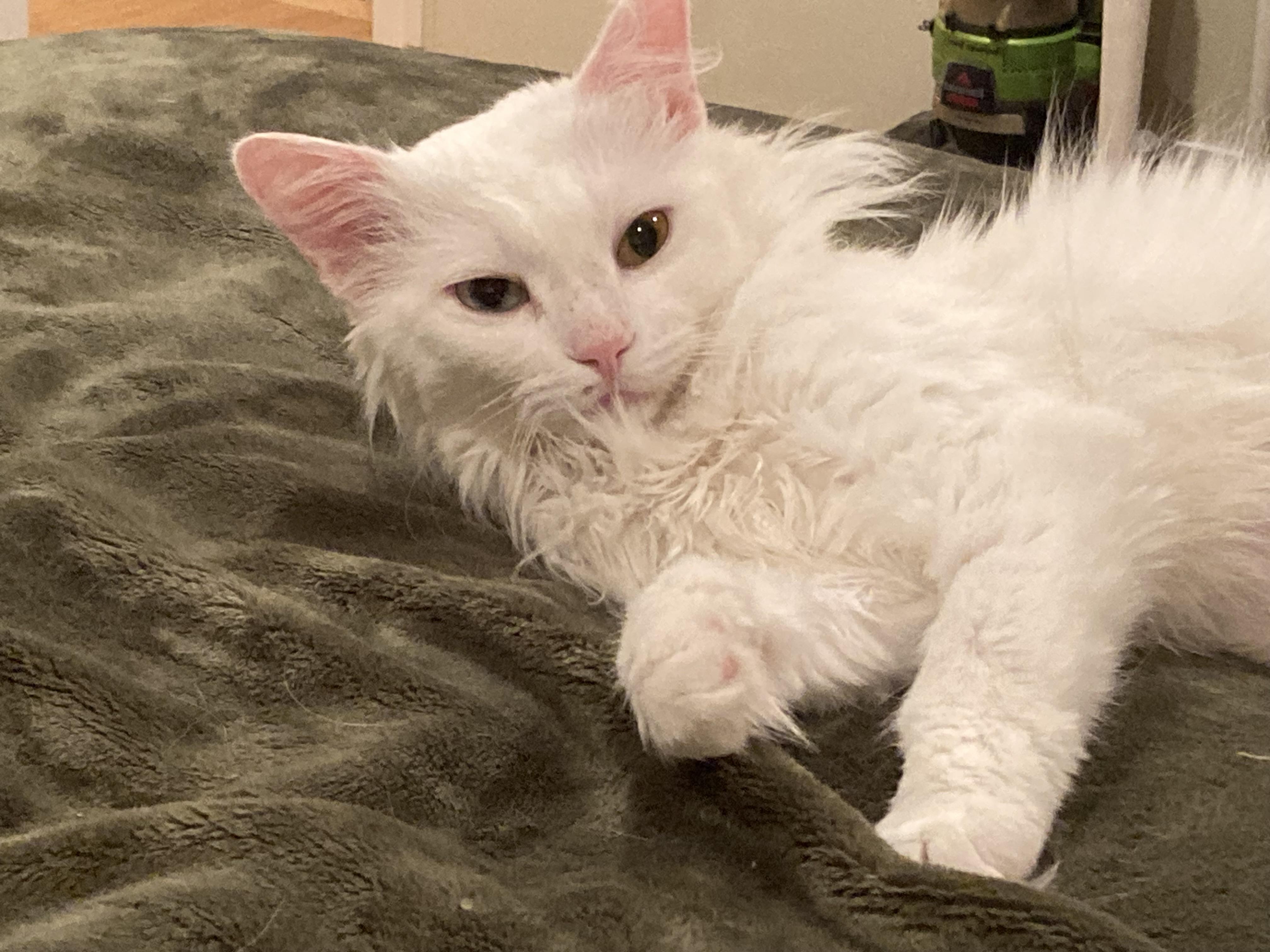 Enlarge Aurora, a Adoptable Turkish Angora in Penryn, CA image 2/3