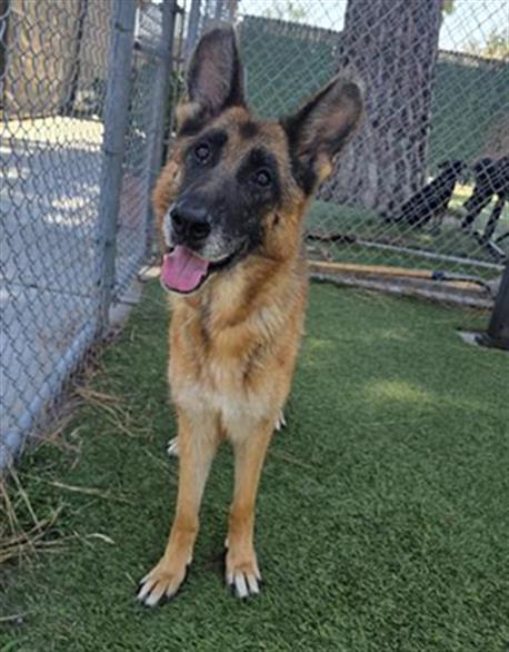CHLOE, Adoptable, Senior Female German Shepherd Dog.
