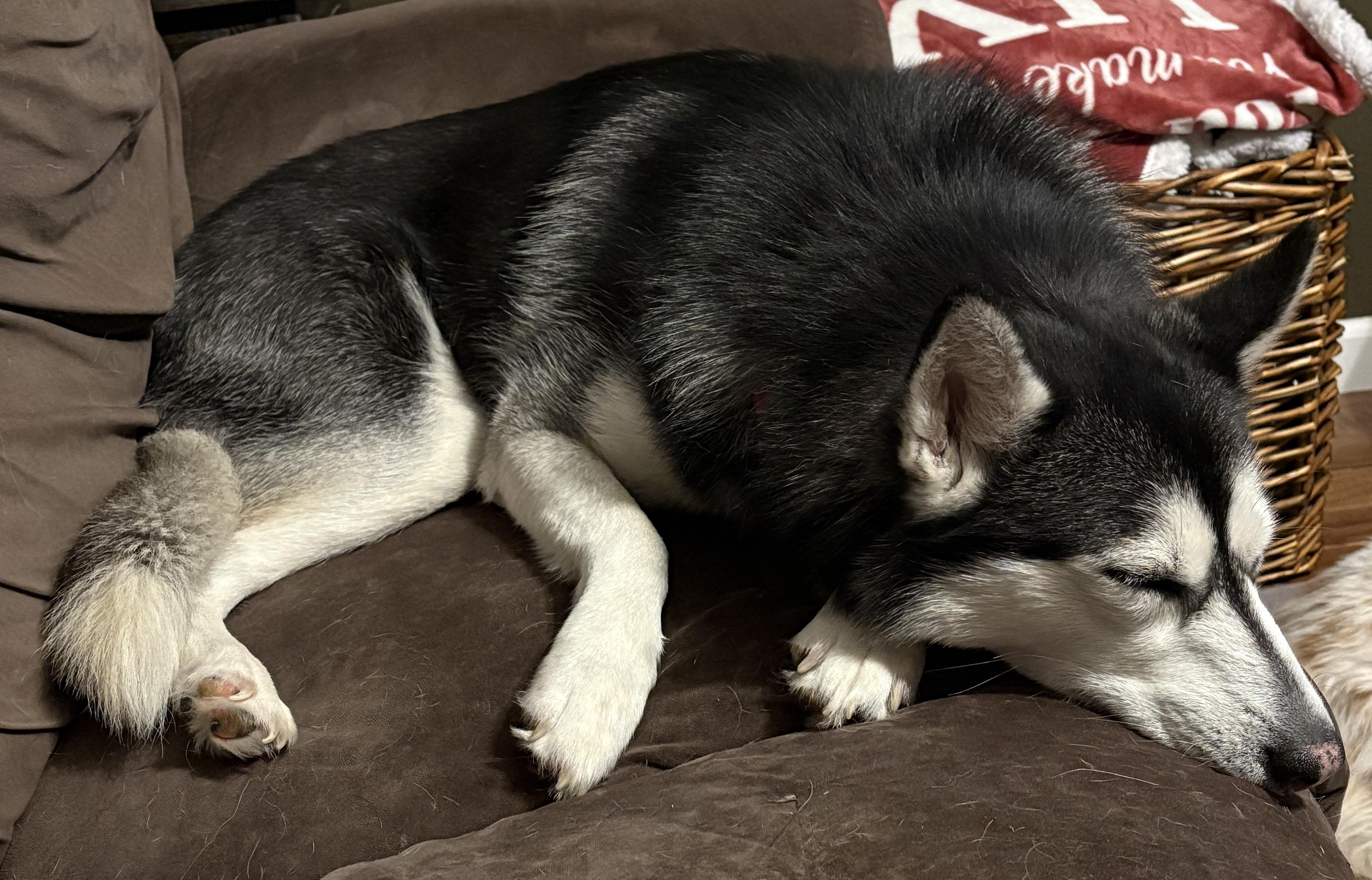 Enlarge Cecelia, a Adoptable Husky in Painesville, OH image 1/5