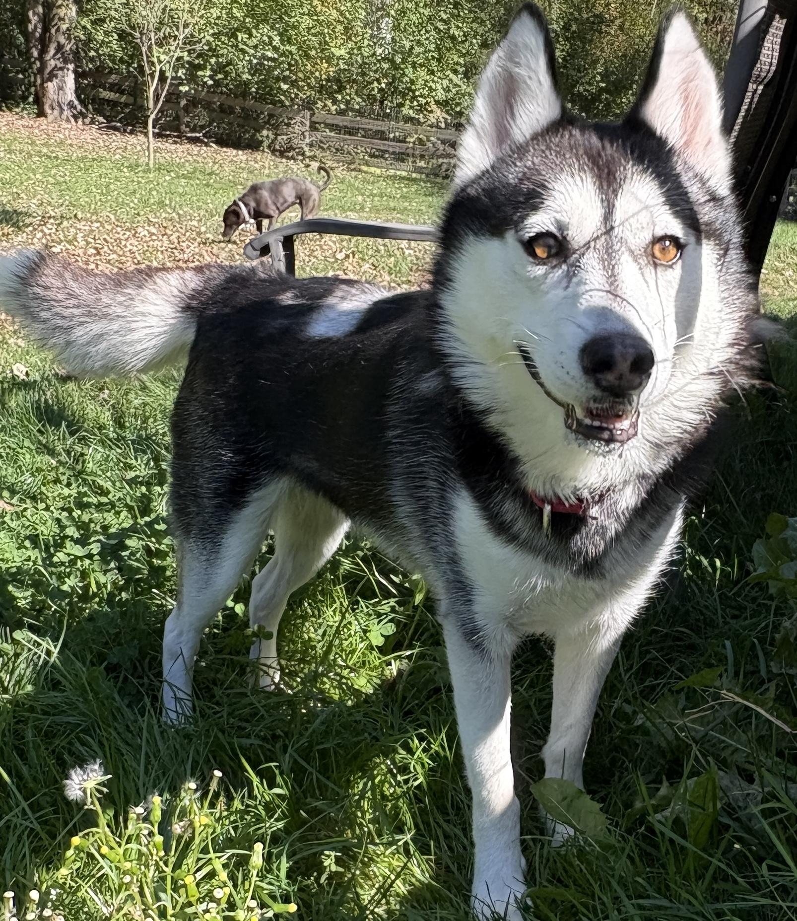Cecelia, Adoptable, Adult Female Husky.