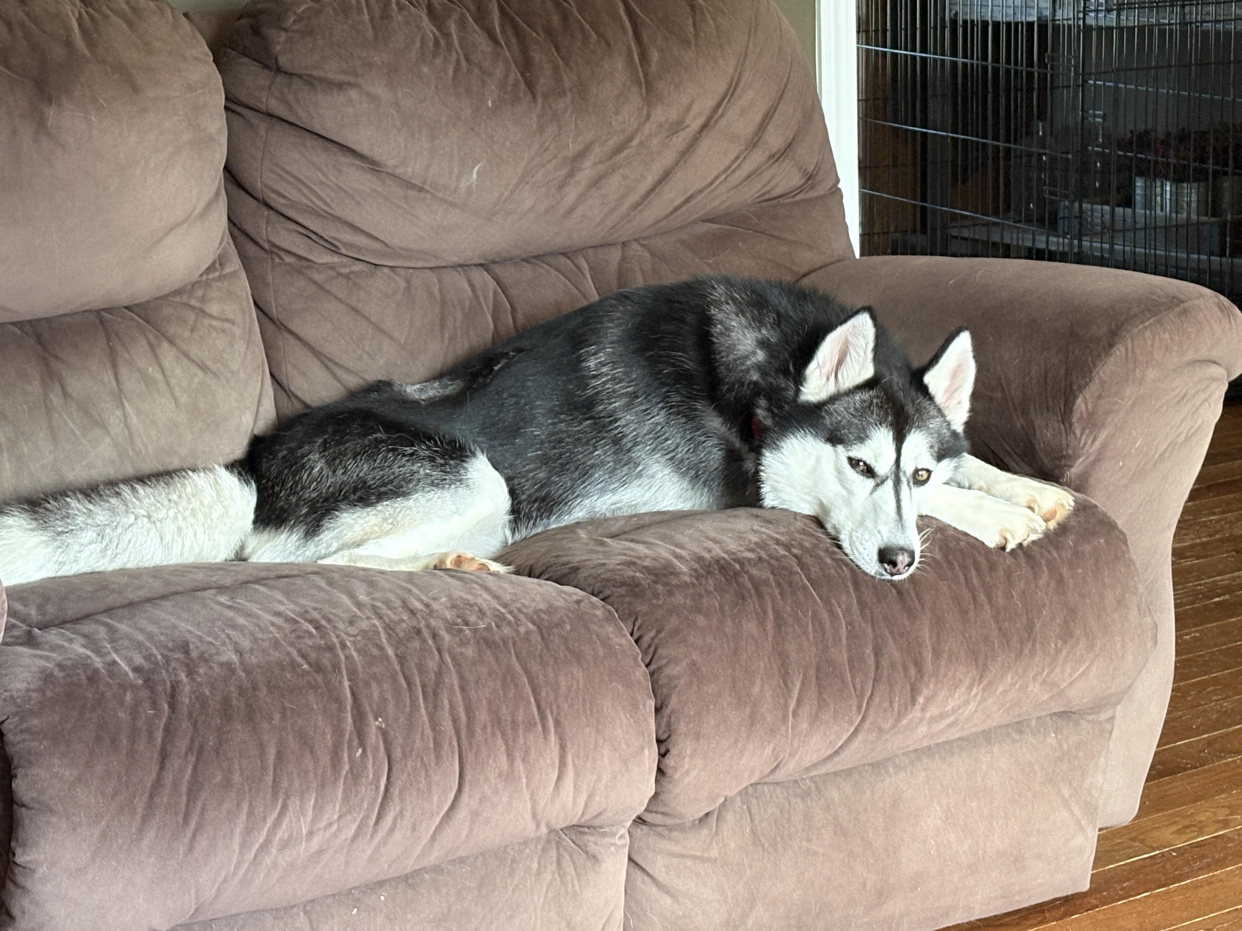 Enlarge Cecelia, a Adoptable Husky in Painesville, OH image 5/5