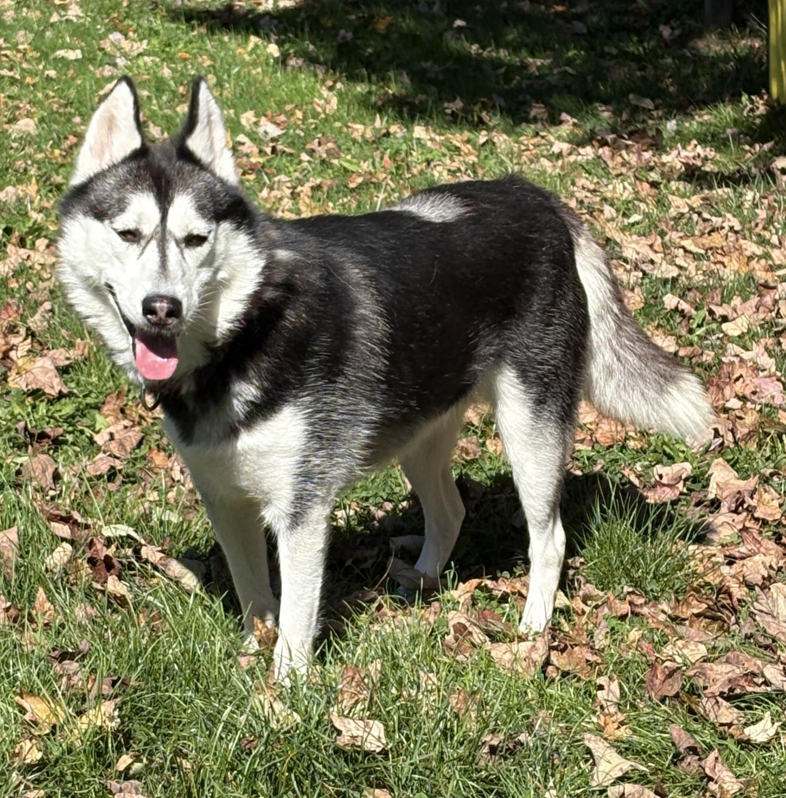 Enlarge Cecelia, a Adoptable Husky in Painesville, OH image 2/5