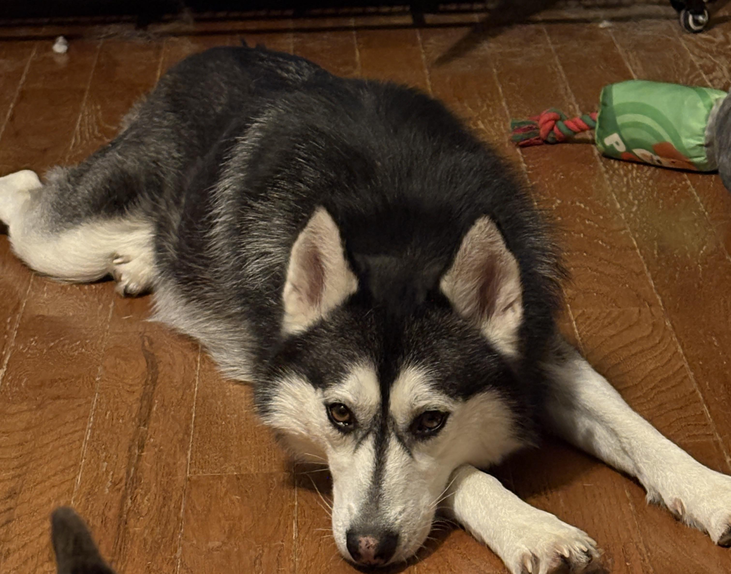 Enlarge Cecelia, a Adoptable Husky in Painesville, OH image 2/5