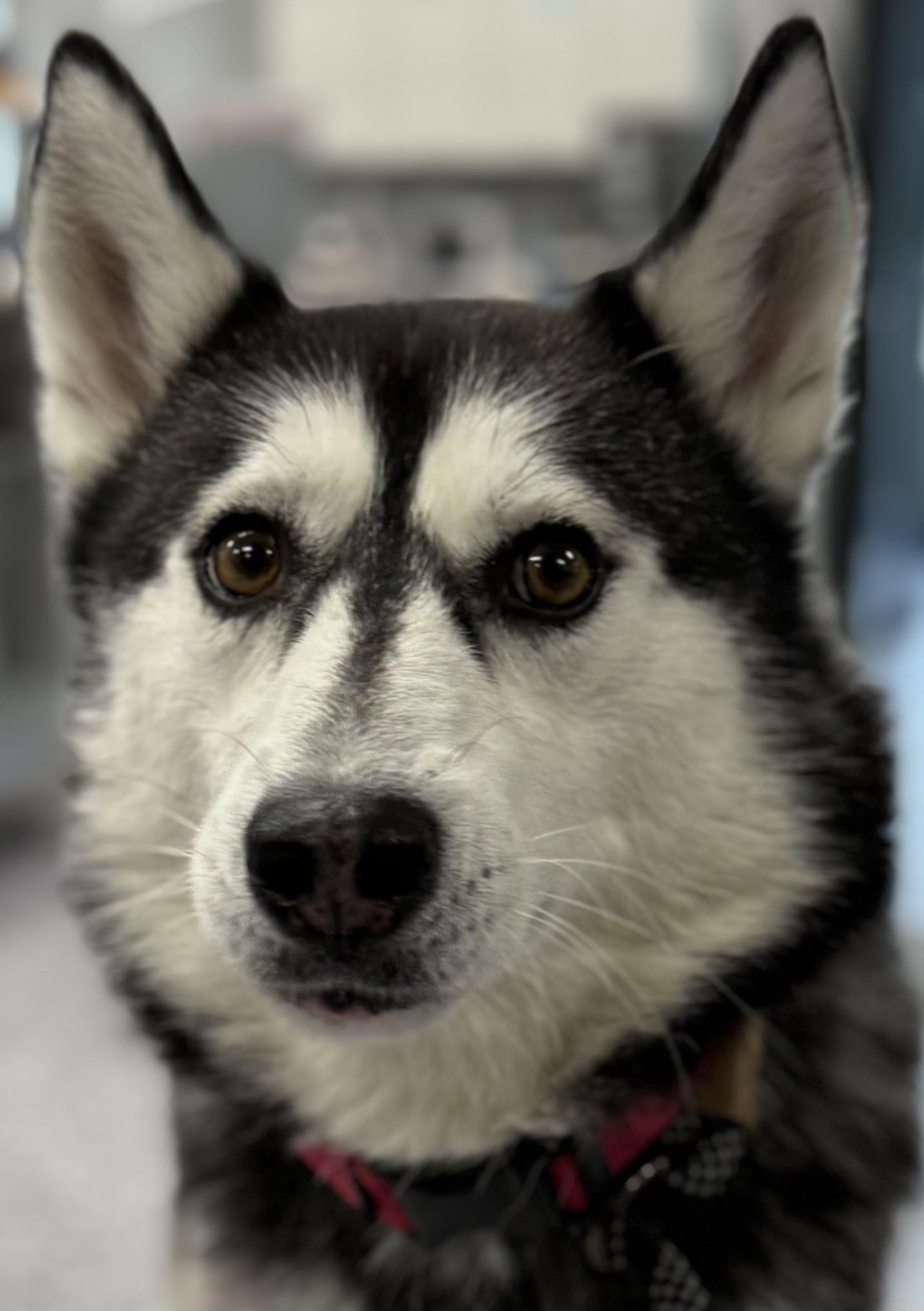Enlarge Cecelia, a Adoptable Husky in Painesville, OH image 3/5