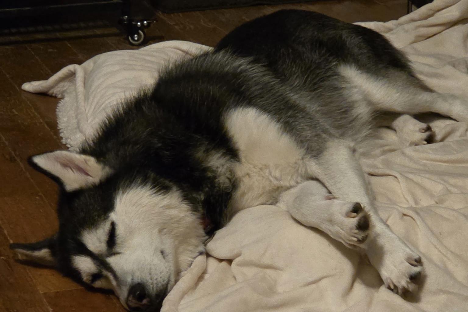 Enlarge Cecelia, a Adoptable Husky in Painesville, OH image 4/5