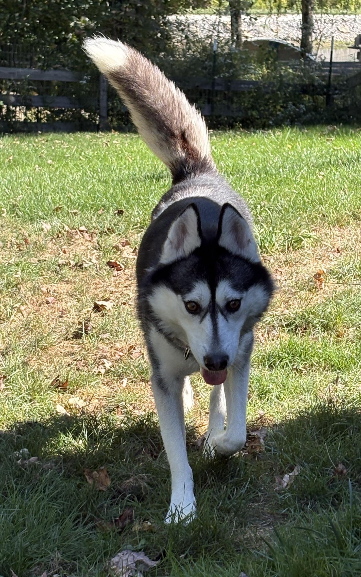 Enlarge Cecelia, a Adoptable Husky in Painesville, OH image 4/5