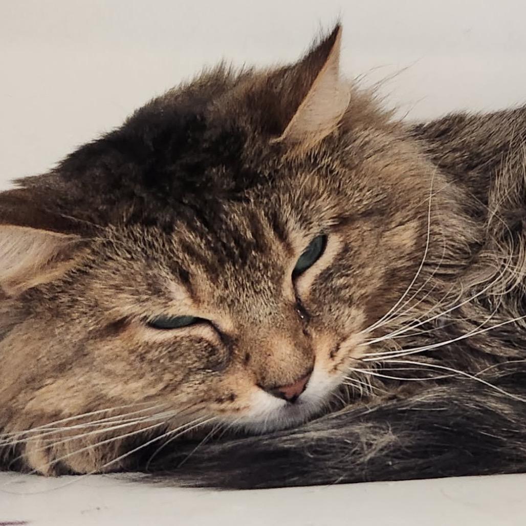 Obsidian — thumbnail 2