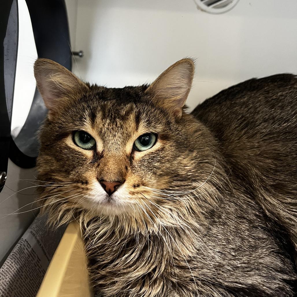 Obsidian — thumbnail 3