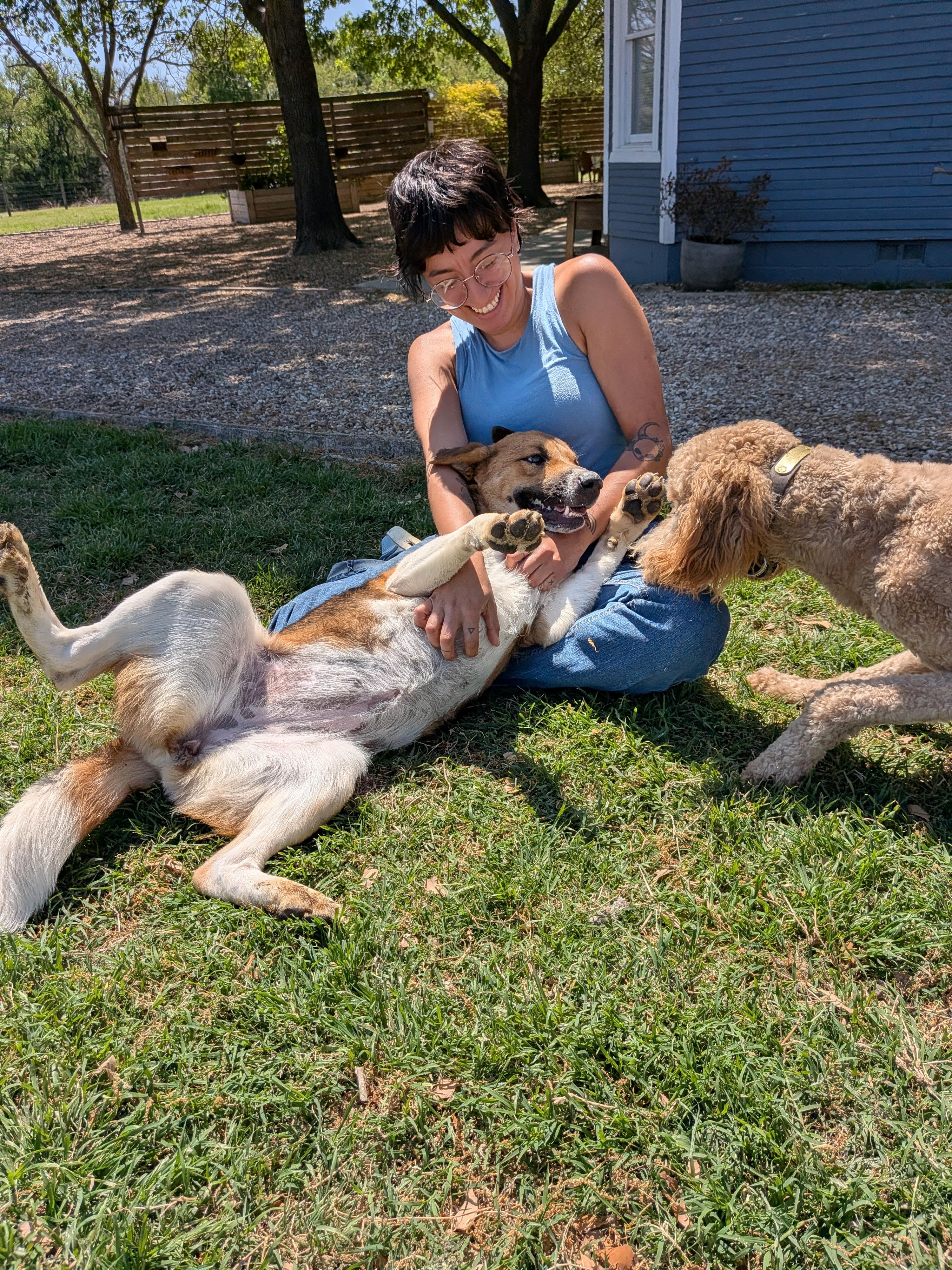 Enlarge Ruby, a Adoptable mixed breed in Dallas, TX image 1/2