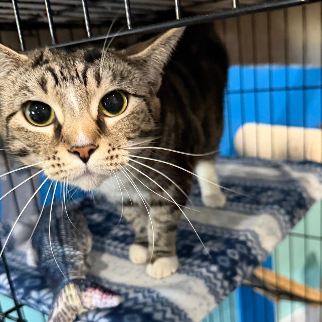 Luna Noelle, Adoptable, Adult Female Domestic Short Hair.