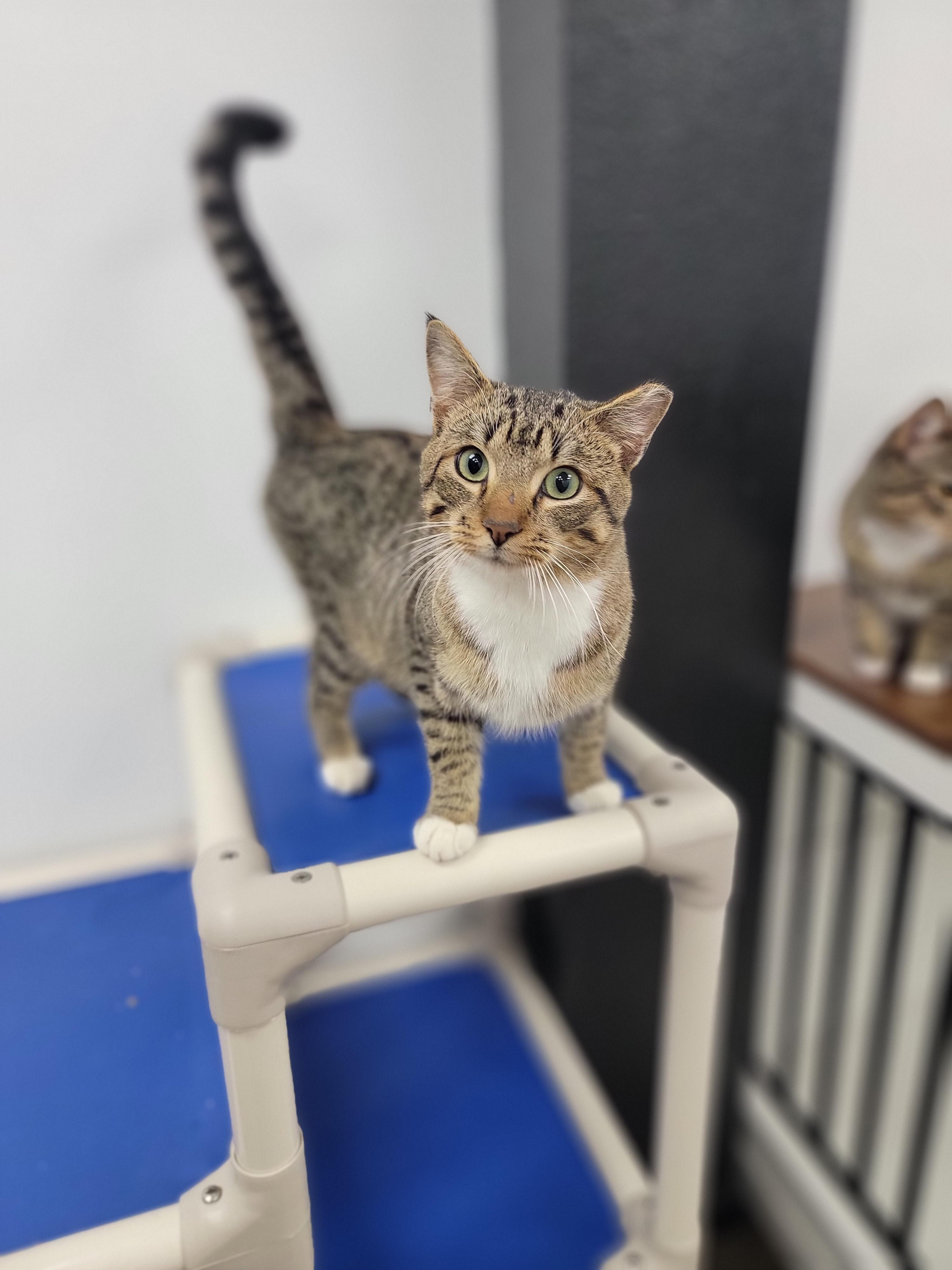 Gerald, ADOPTABLE, Adult Male Domestic Short Hair.