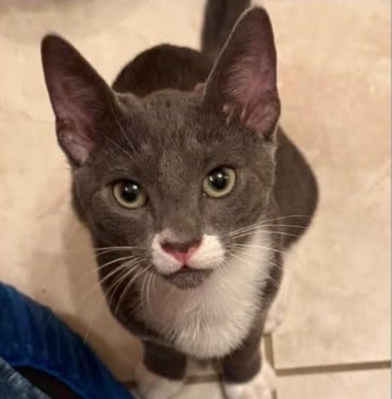 Tux, ADOPTABLE, Young Male Domestic Short Hair.