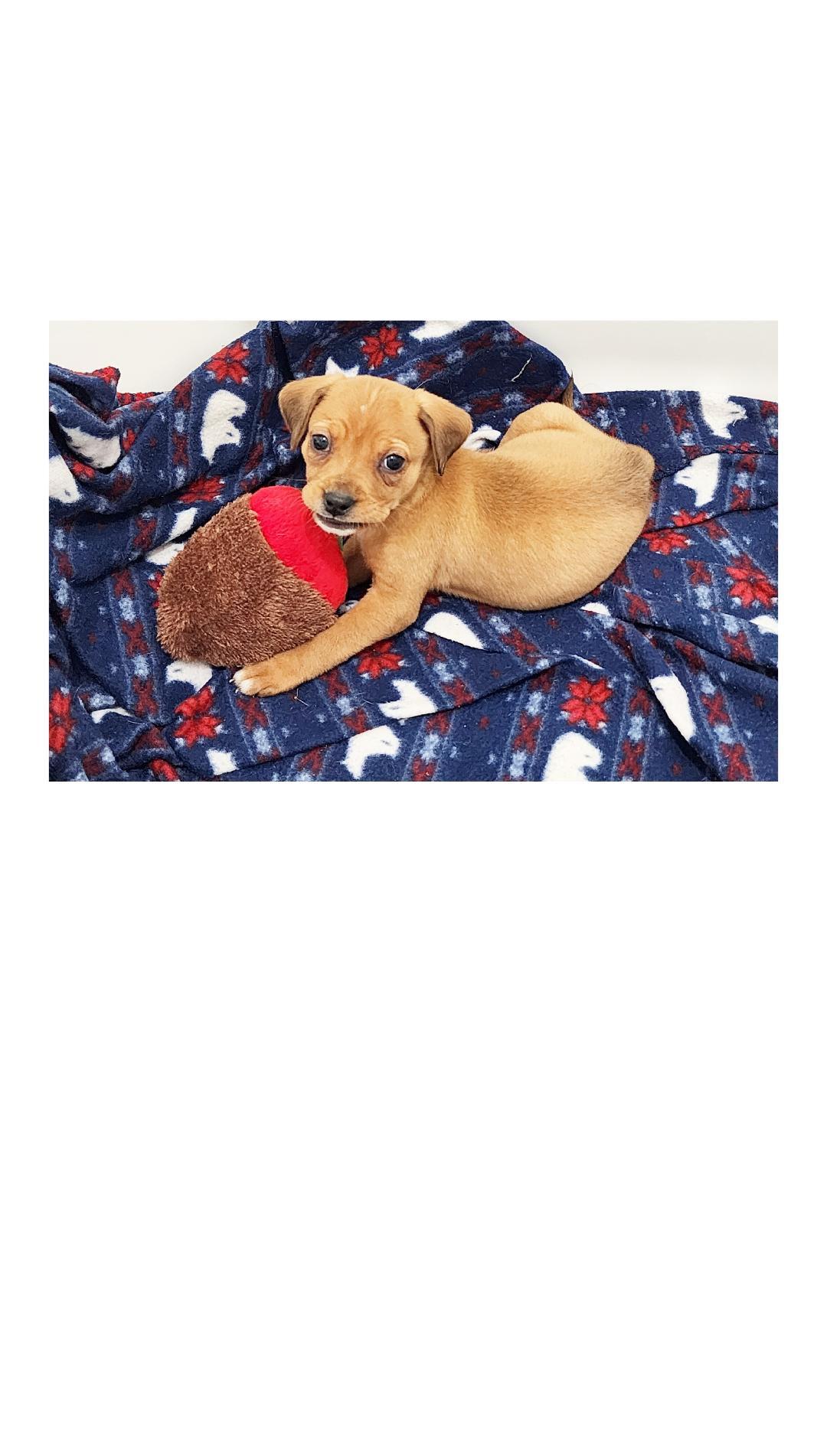 Enlarge Winnie, a ADOPTABLE mixed breed in Lake Geneva, WI image 6/6