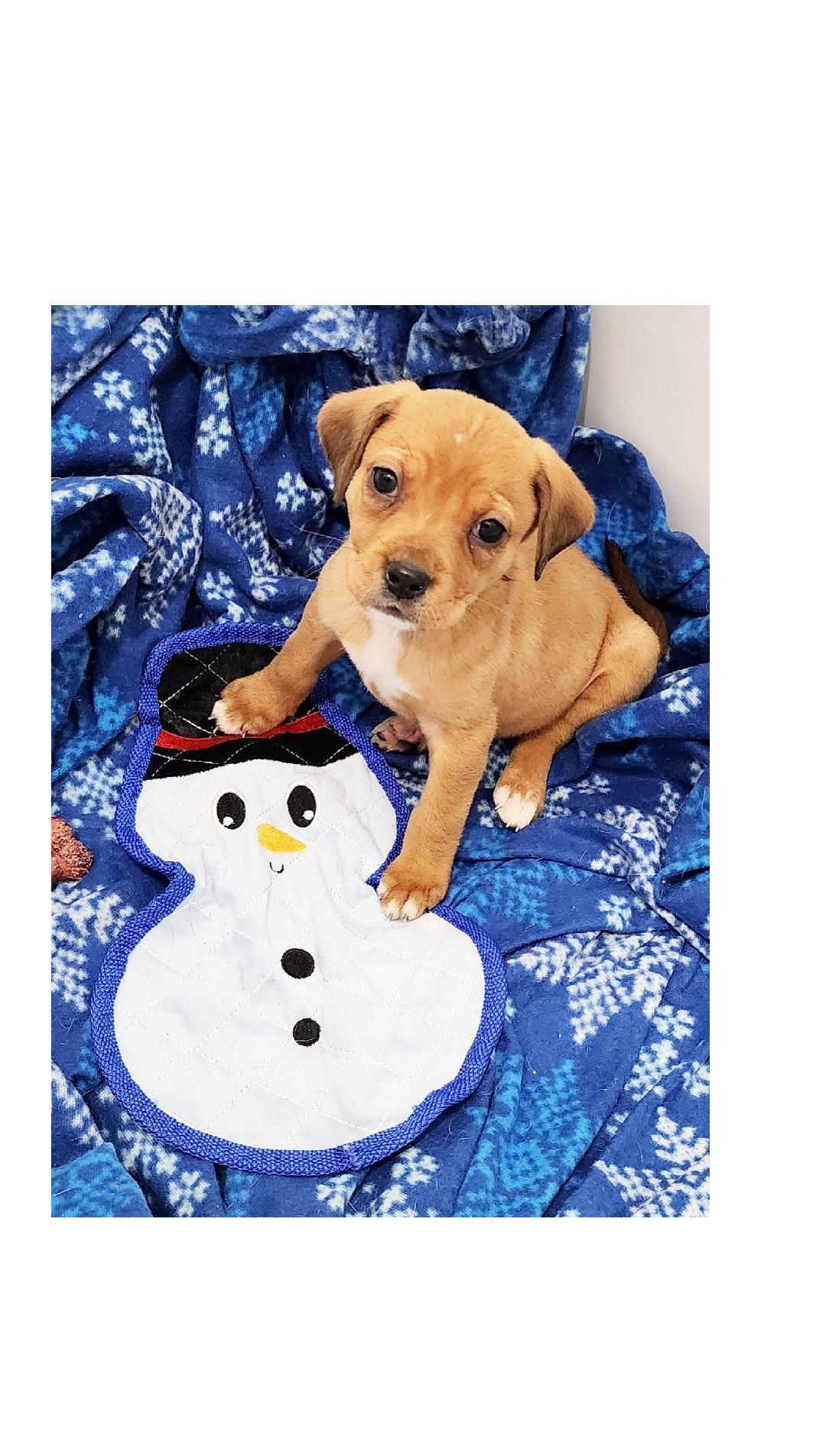 Enlarge Winnie, a ADOPTABLE mixed breed in Lake Geneva, WI image 1/6