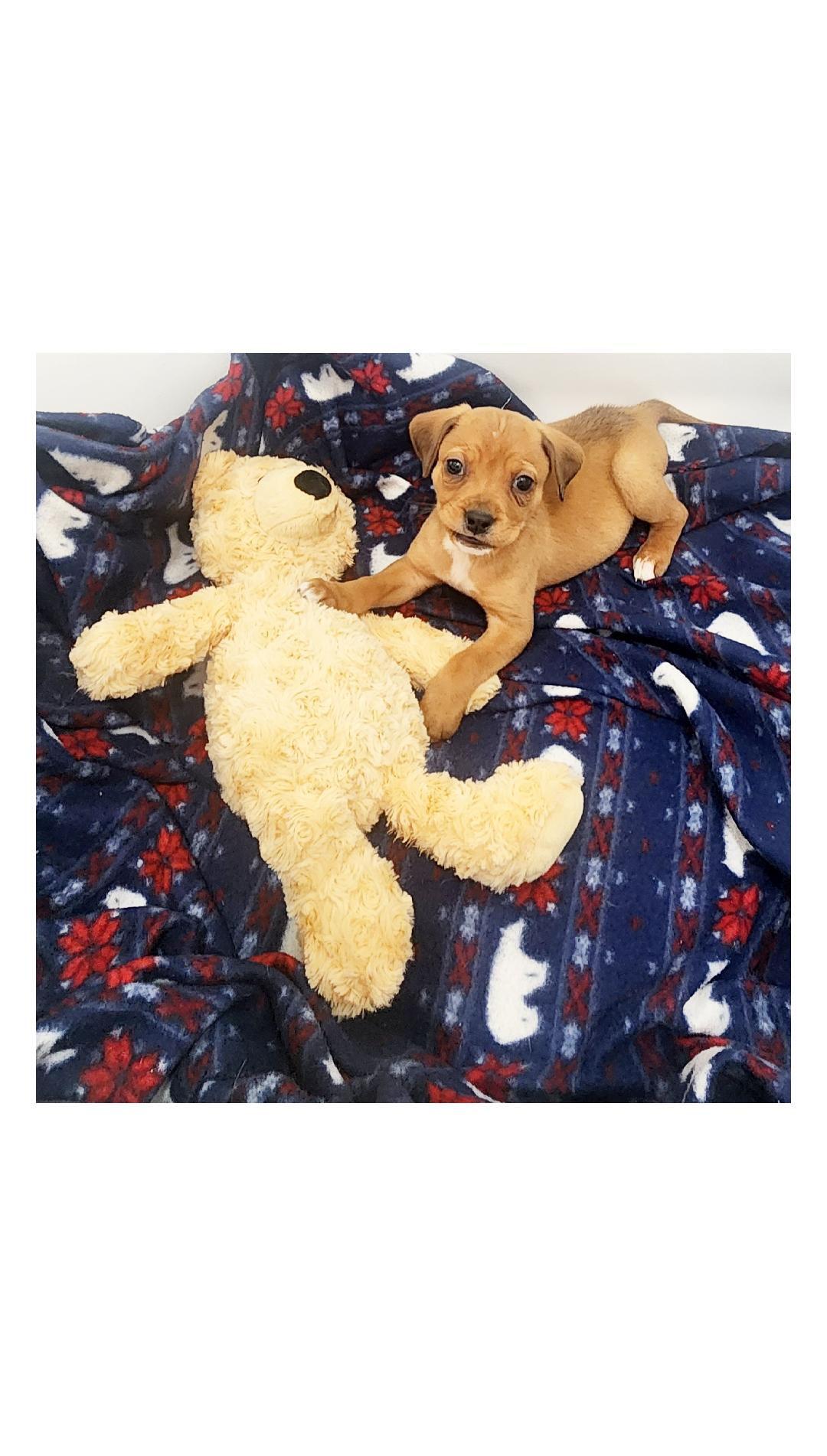 Winnie, ADOPTABLE, Puppy Female Cavalier King Charles Spaniel & Beagle.