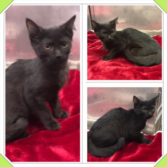 SOOT, ADOPTABLE, Kitten Female Domestic Short Hair.