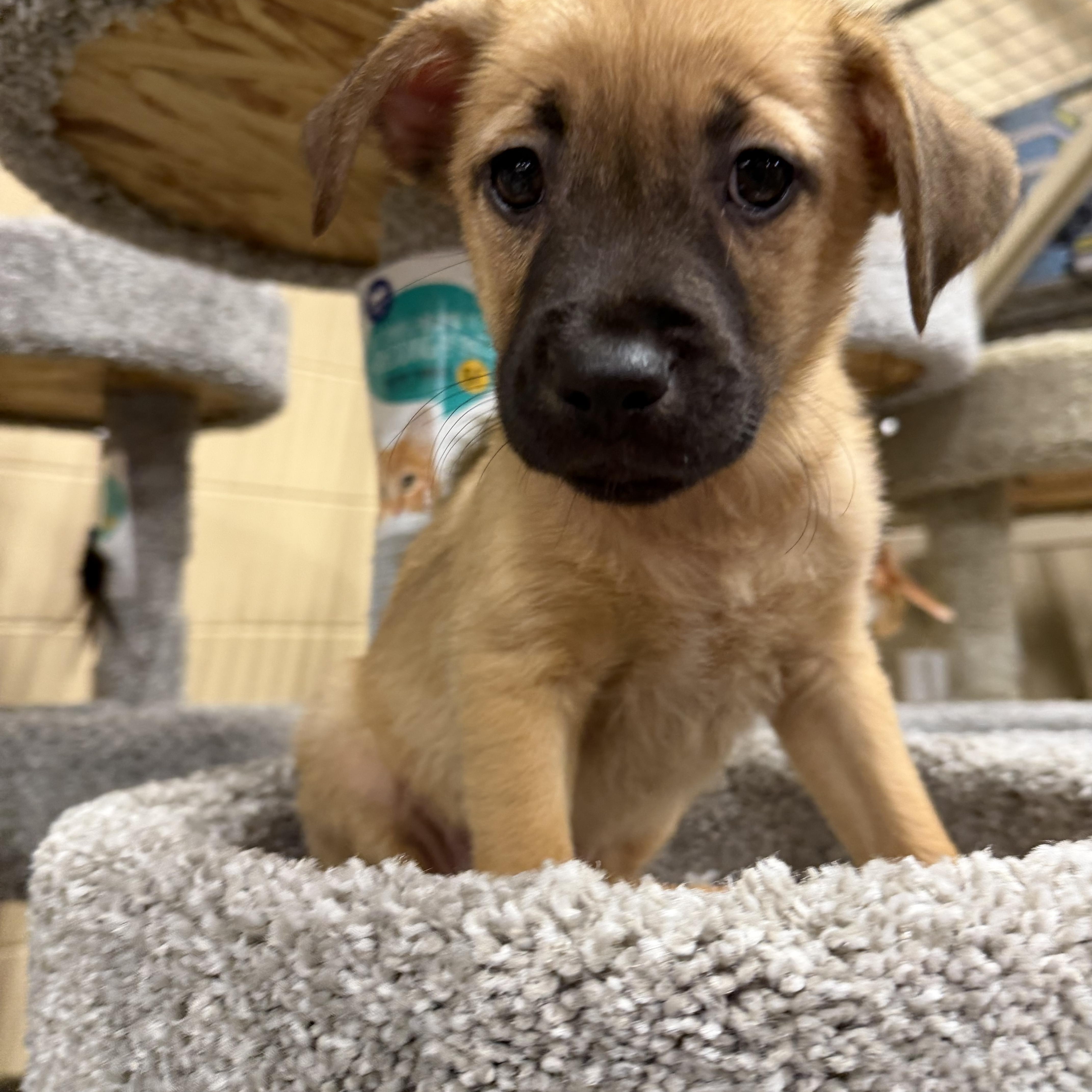 Enlarge Jafar, a Adoptable mixed breed in Eugene, OR image 2/5
