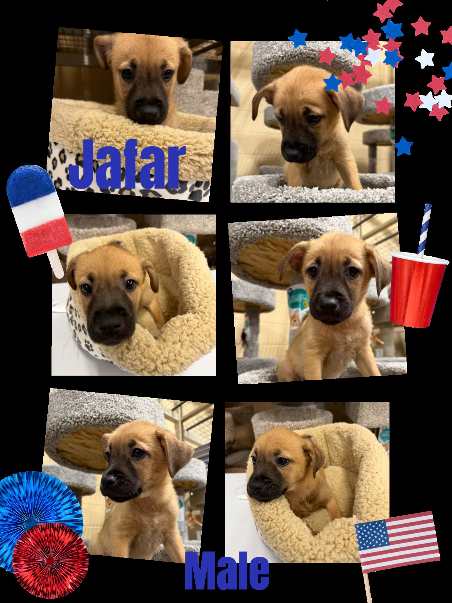 Jafar, Adoptable, Puppy Male Cattle Dog.