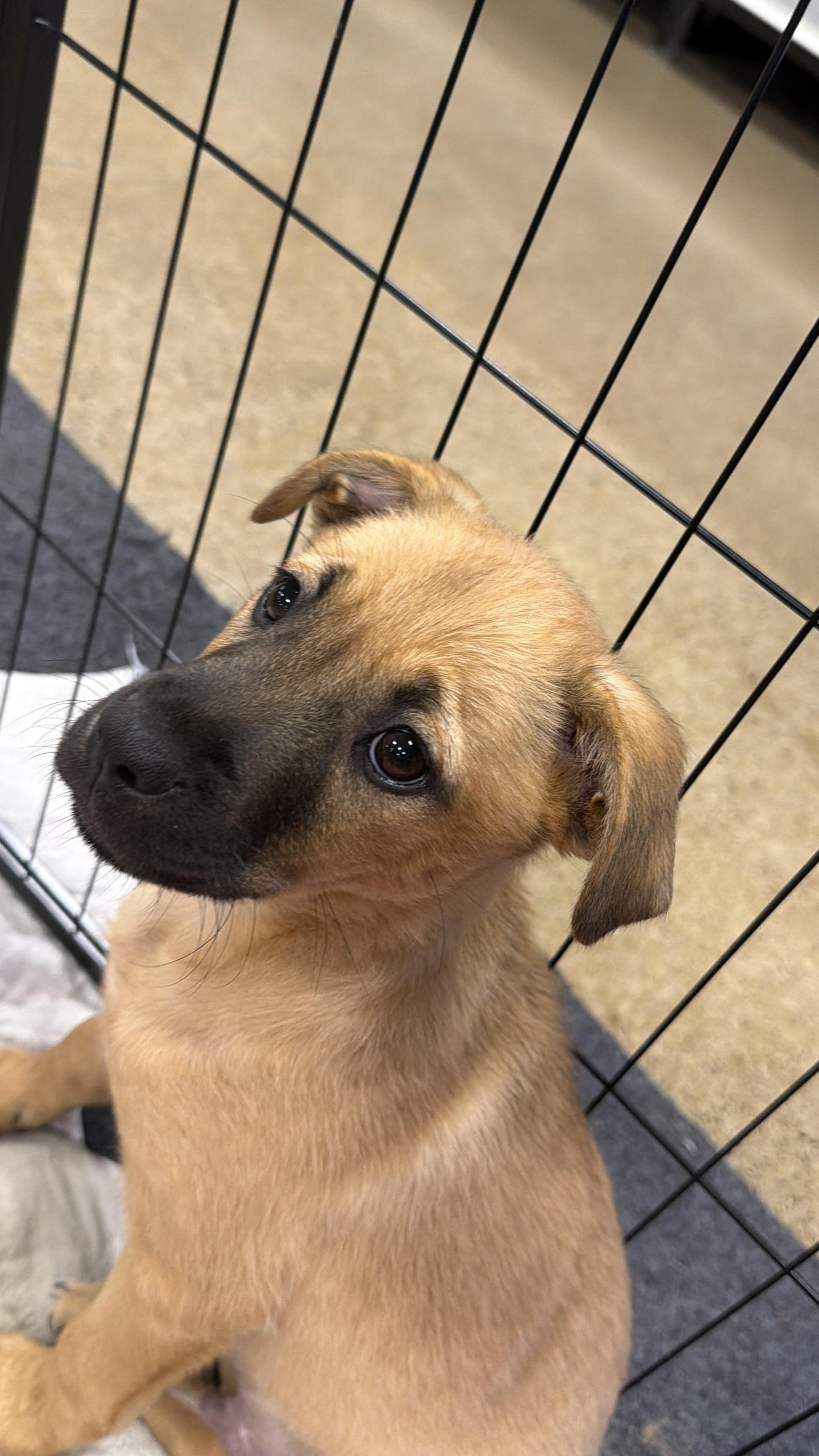 Enlarge Jafar, a Adoptable mixed breed in Eugene, OR image 5/5