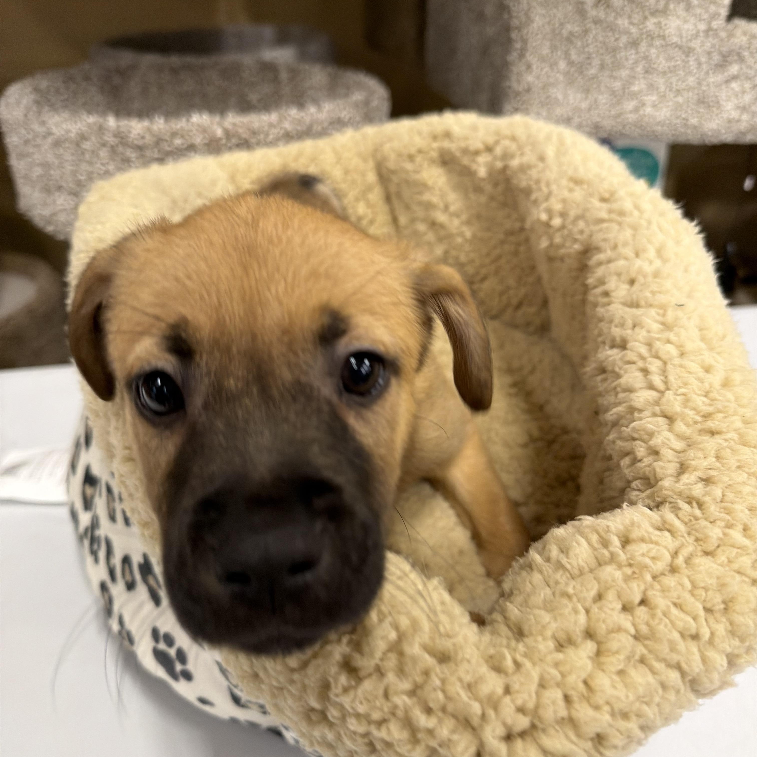 Enlarge Jafar, a Adoptable mixed breed in Eugene, OR image 3/5