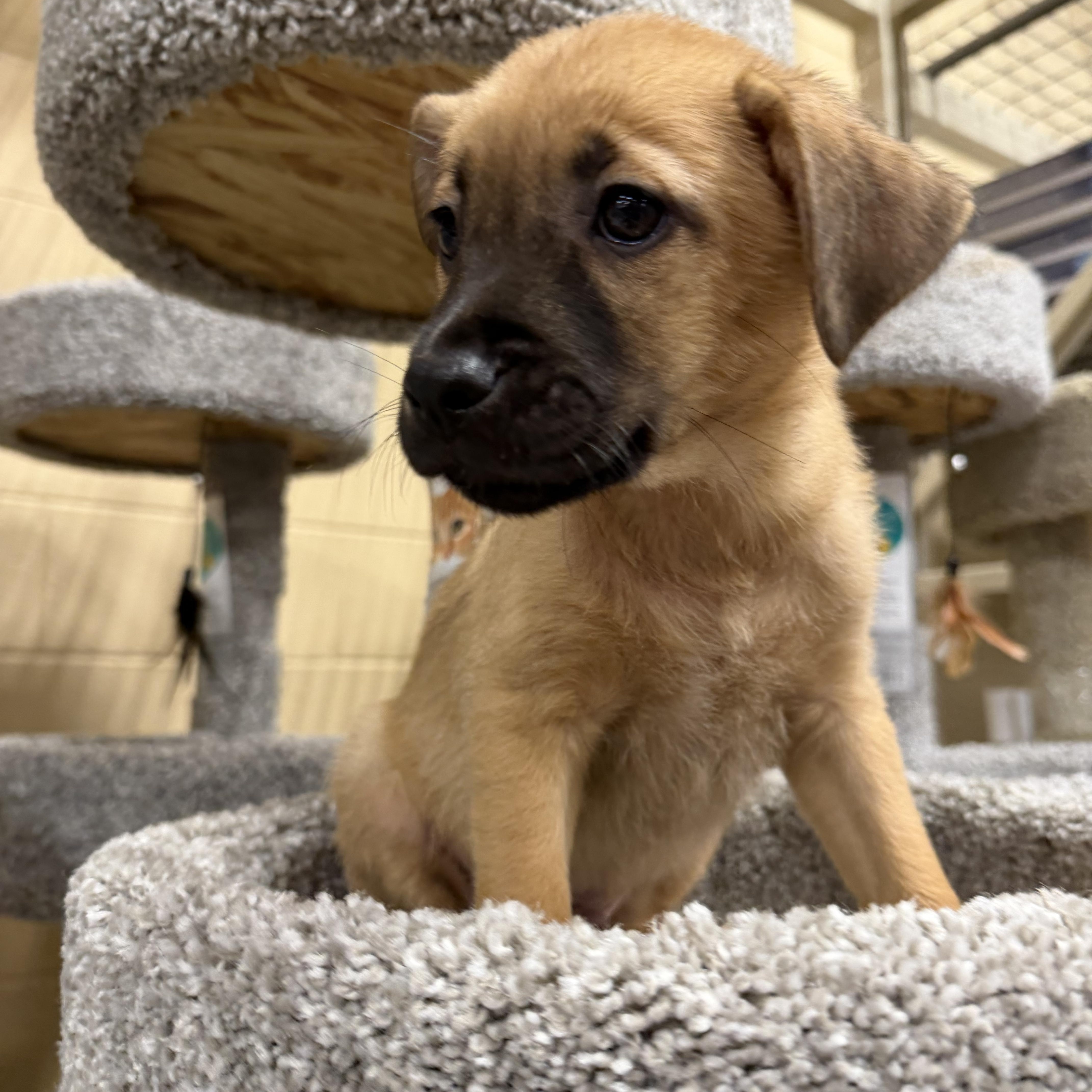 Enlarge Jafar, a Adoptable mixed breed in Eugene, OR image 4/5