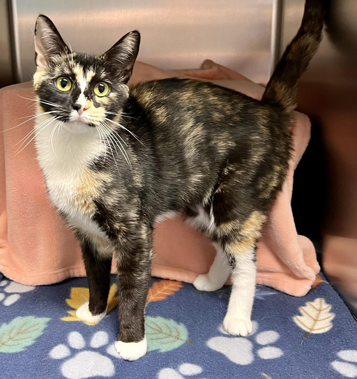 Turtle, a ADOPTABLE Domestic Short Hair in Edinburg, VA image 1/2