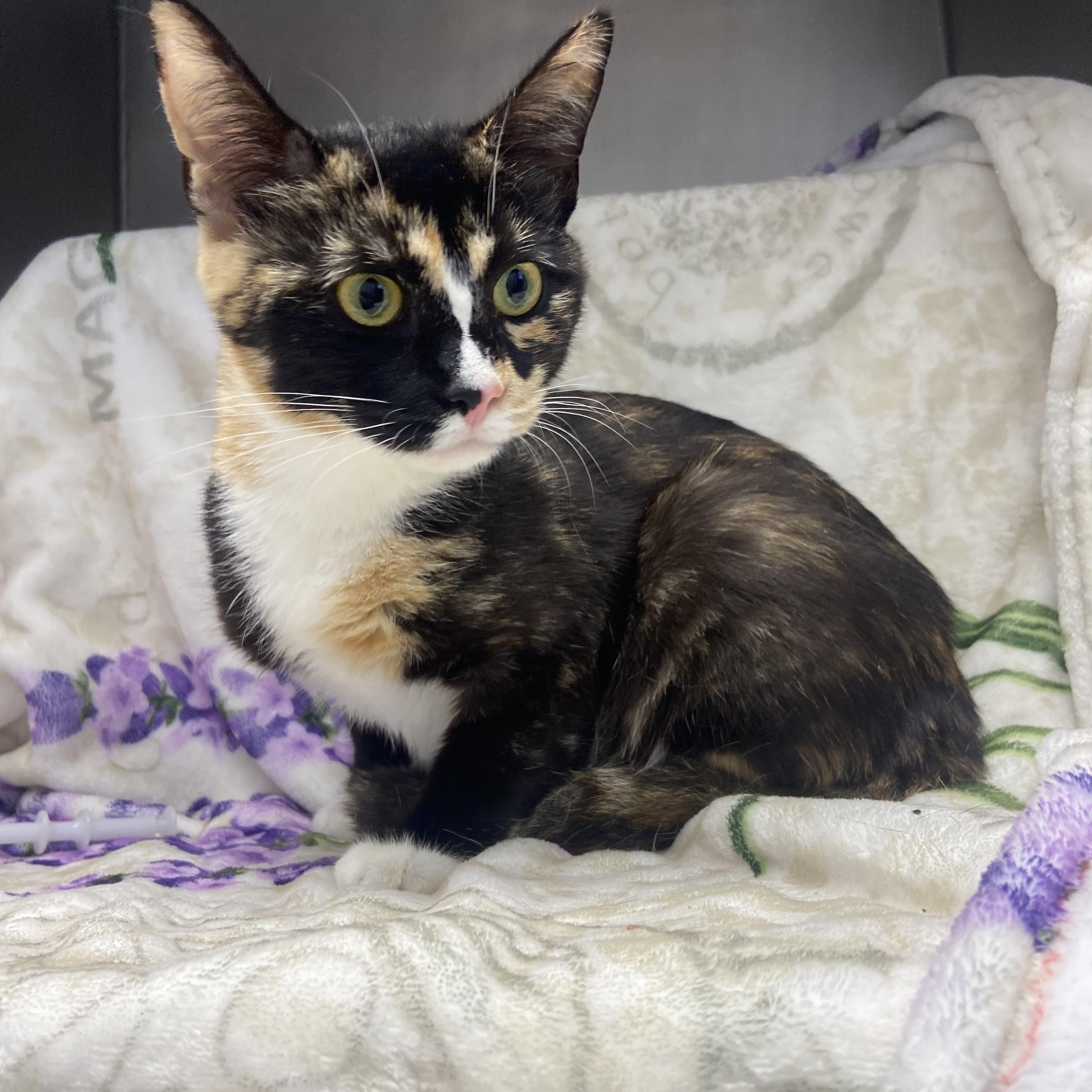 Turtle, ADOPTABLE, Adult Female Domestic Short Hair.