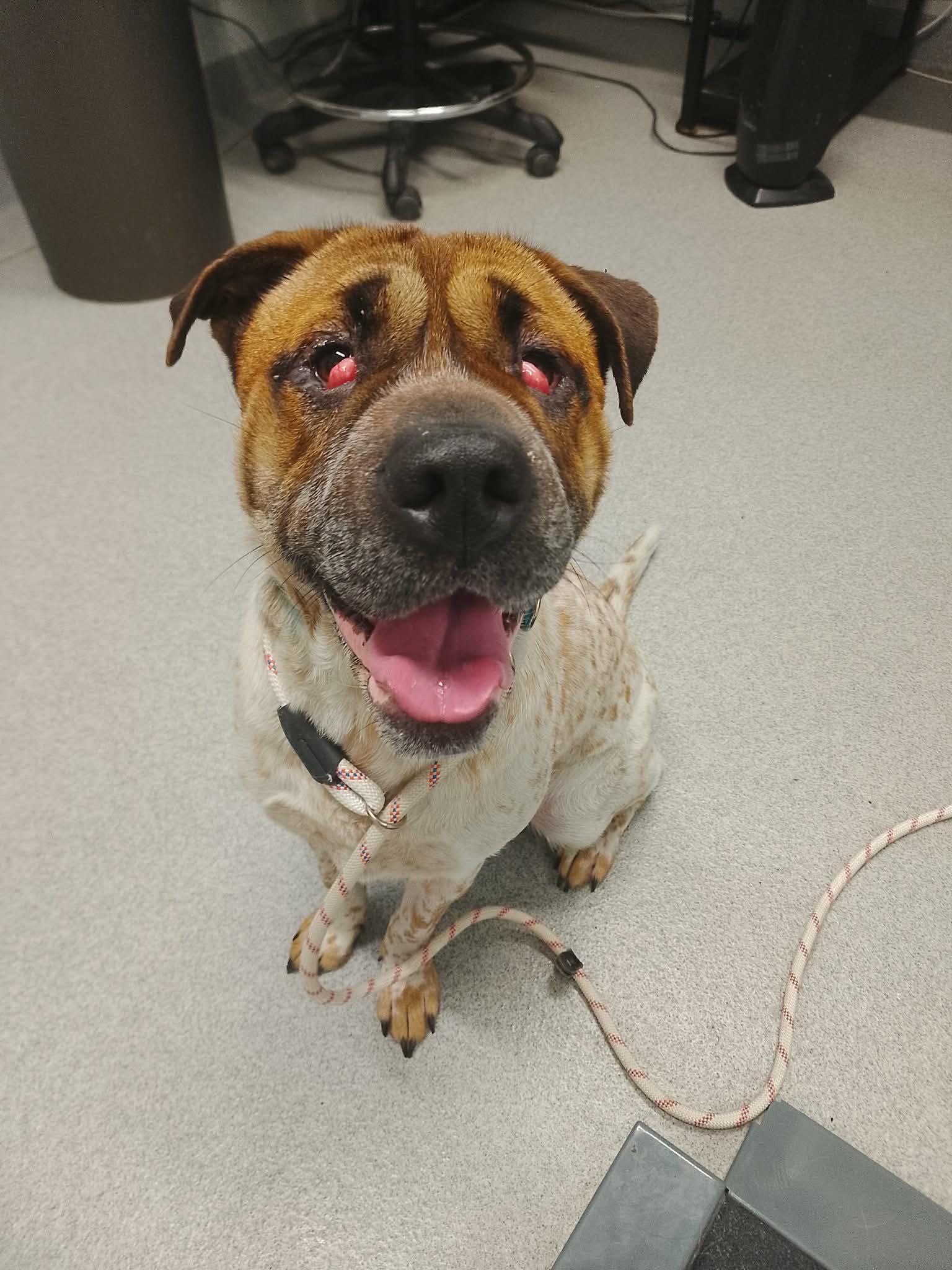 Enlarge Inara , a ADOPTABLE Mixed Breed in Moundsville, WV image 1/1