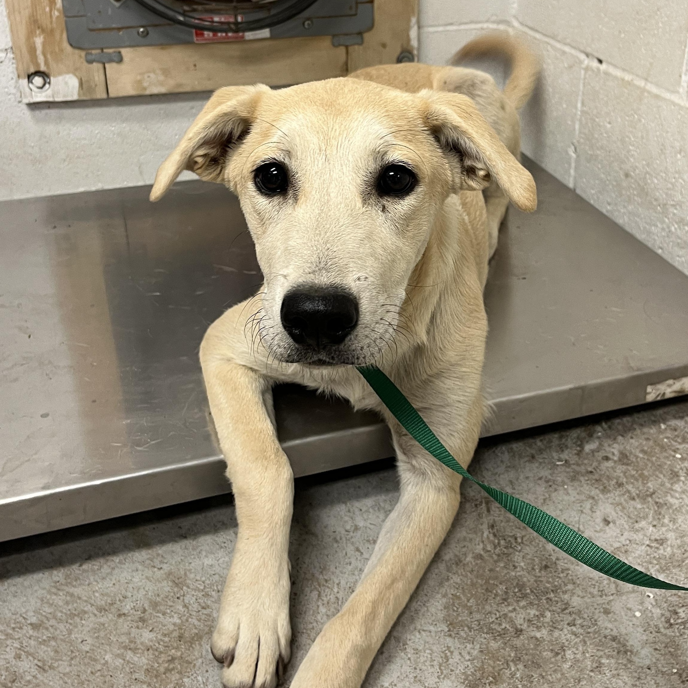 Jewel A061282, Adopted, Young Female Labrador Retriever.