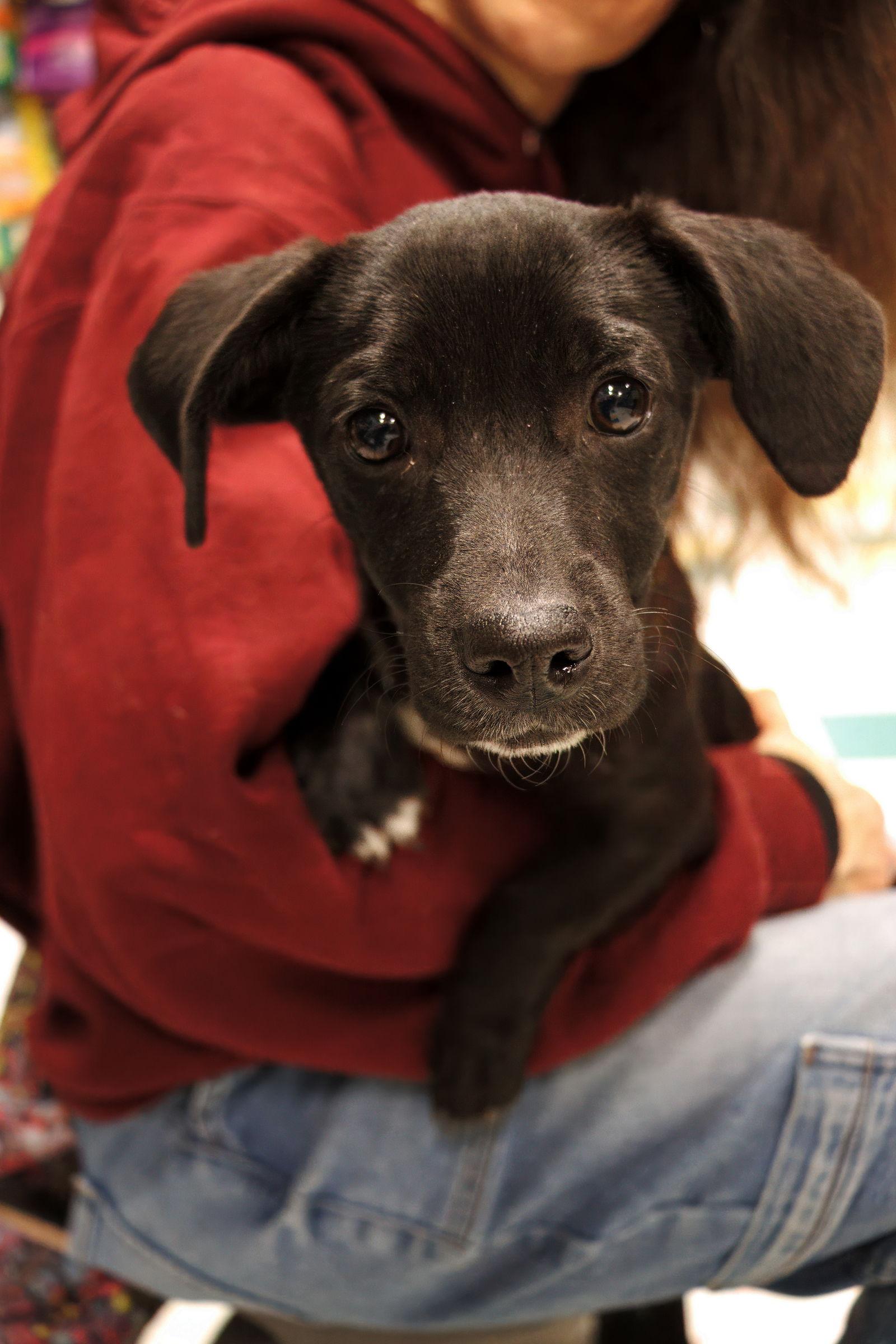 Enlarge Wiley, a Adoptable Mixed Breed in Morganville, NJ image 2/2