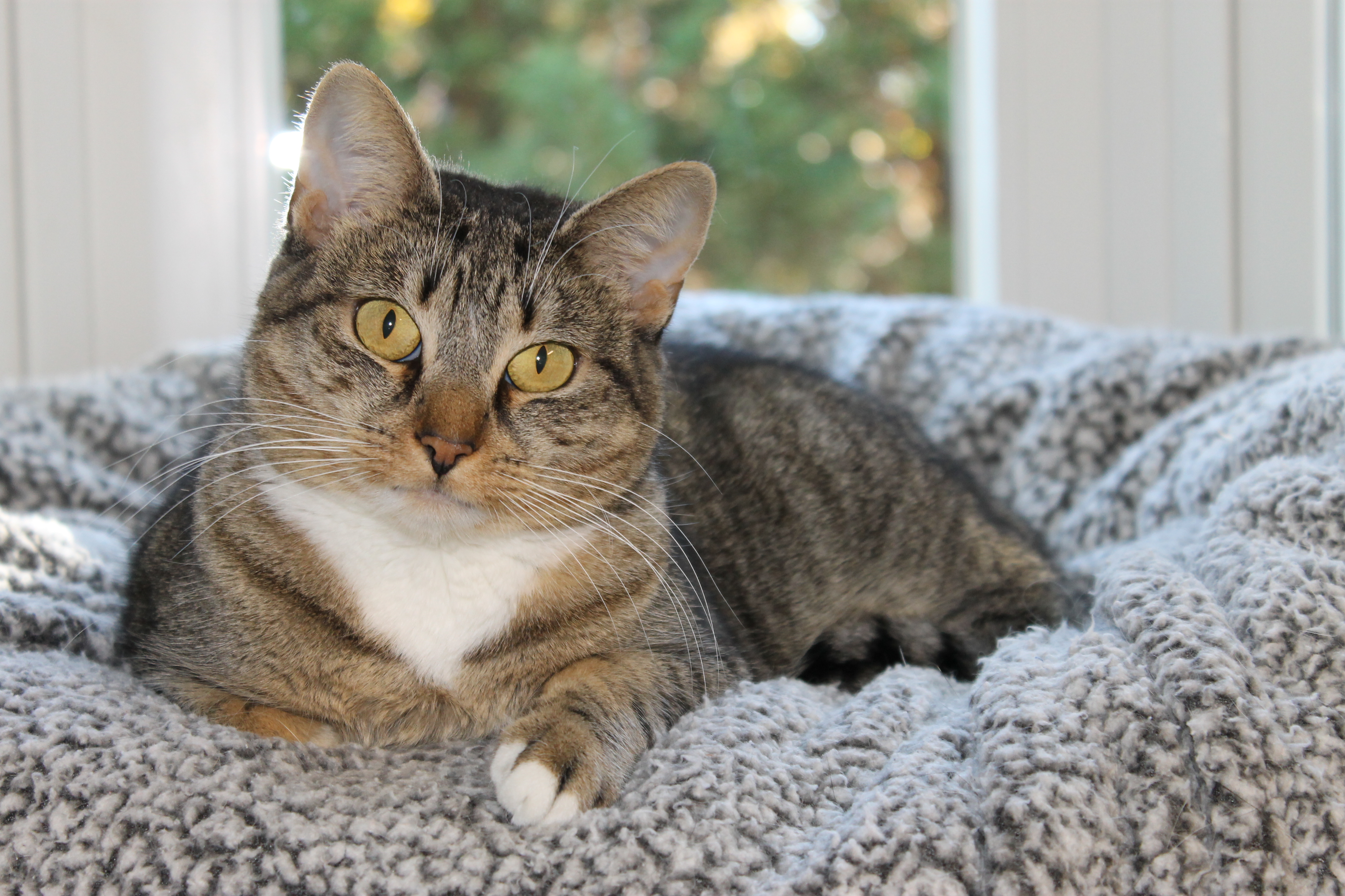 Enlarge Eve, a Adoptable mixed breed in Harrison, NY image 2/5