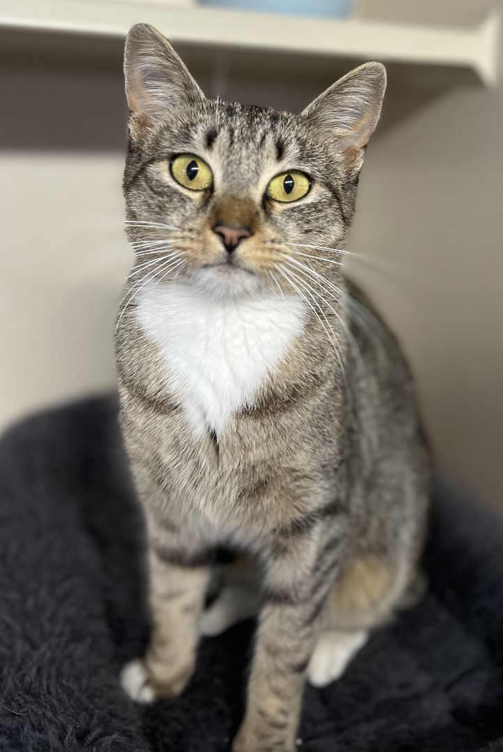 Enlarge Eve, a Adoptable mixed breed in Harrison, NY image 3/5