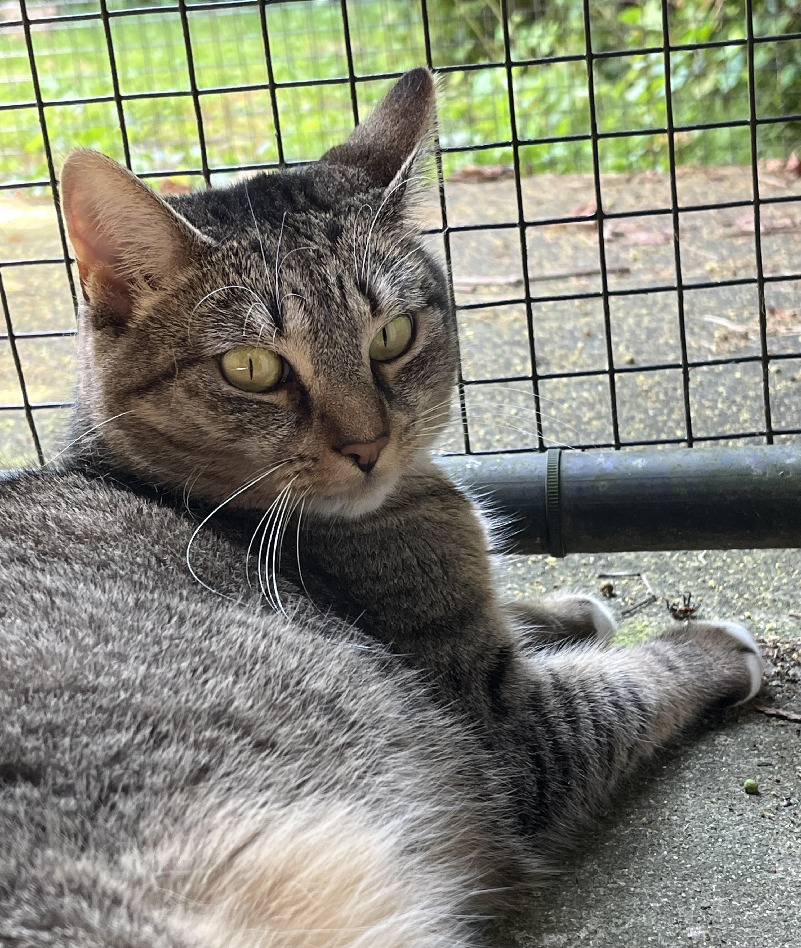 Enlarge Eve, a Adoptable mixed breed in Harrison, NY image 1/5