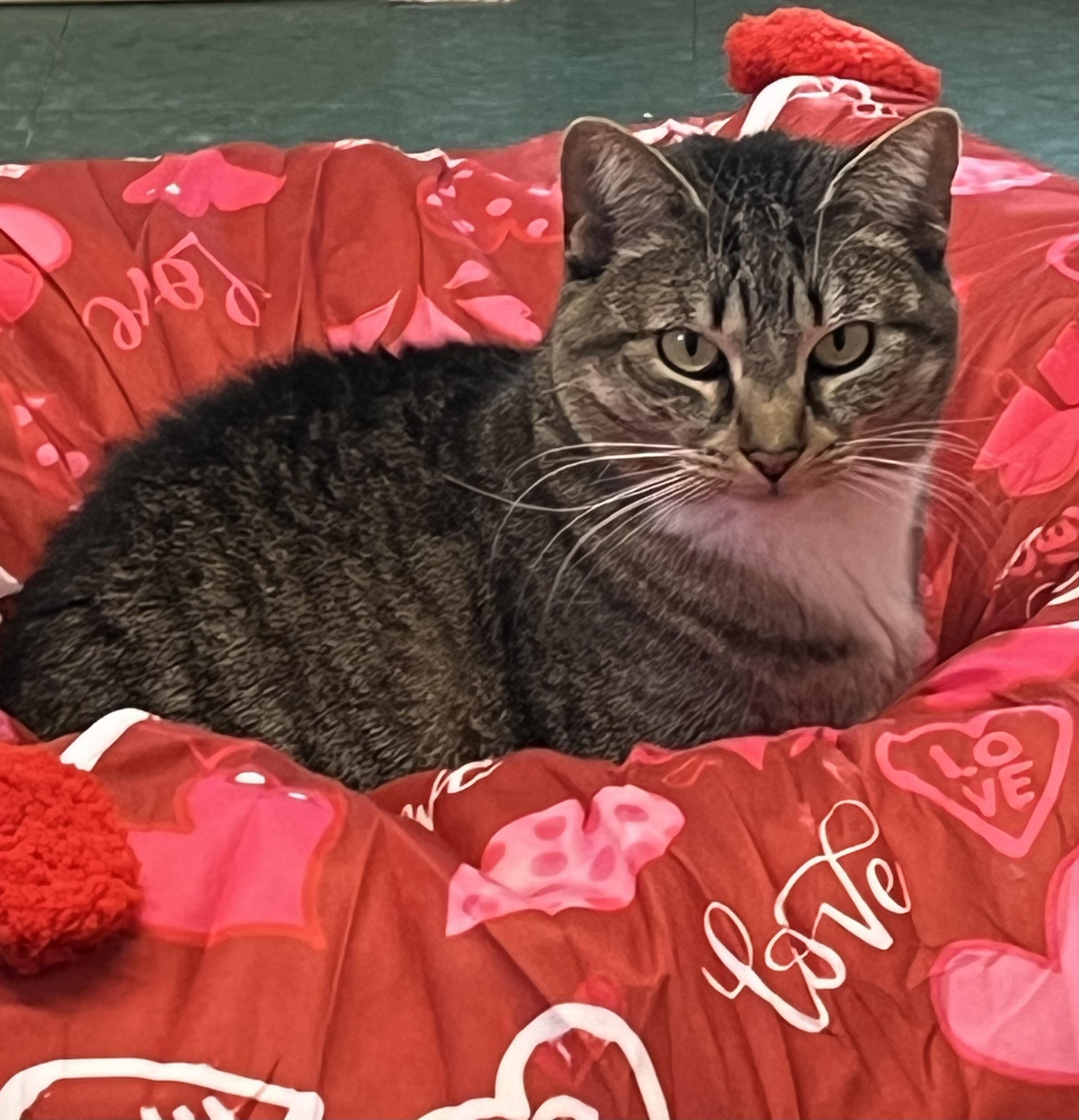 Eve, Adoptable, Young Female Domestic Short Hair.