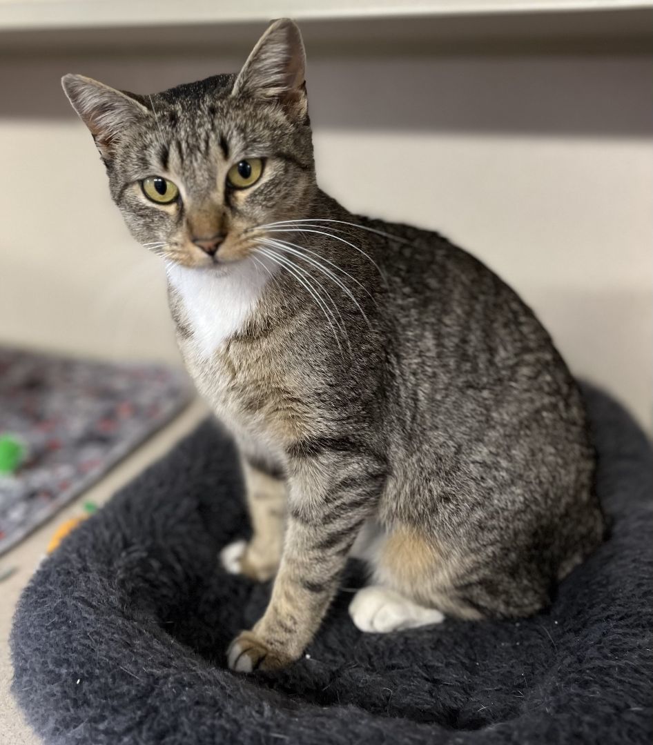 Enlarge Eve, a Adoptable mixed breed in Harrison, NY image 4/5