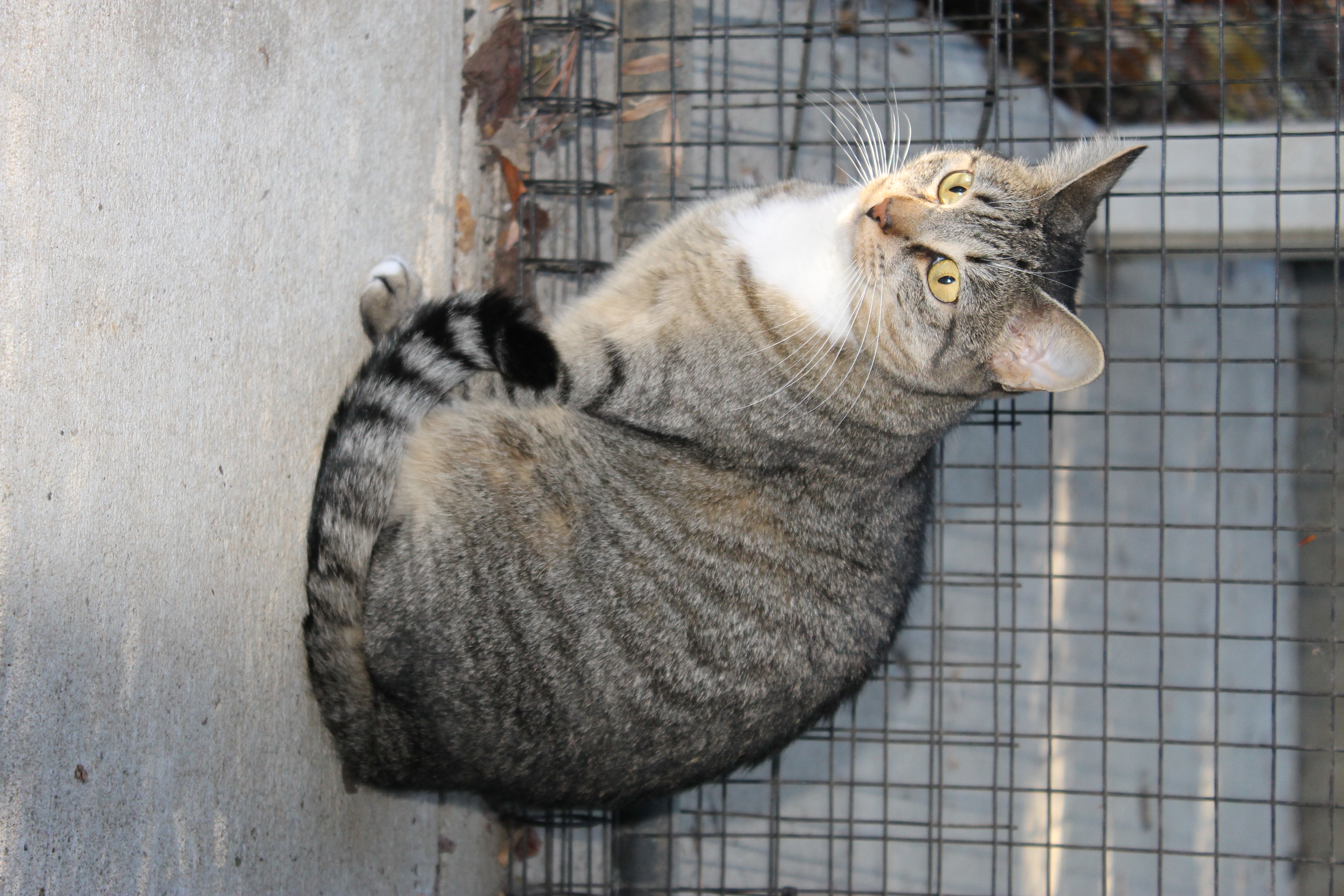 Enlarge Eve, a Adoptable mixed breed in Harrison, NY image 5/5