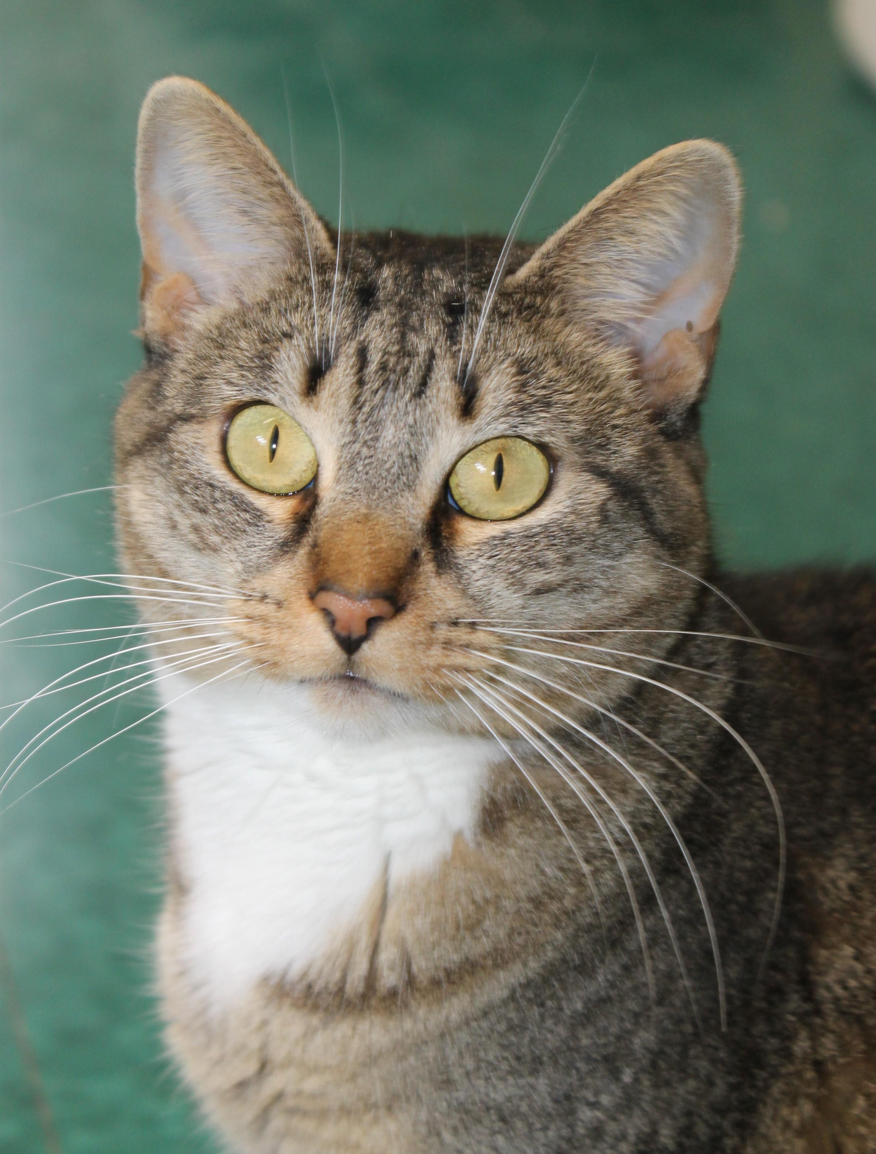 Eve, Adoptable, Young Female Domestic Short Hair.