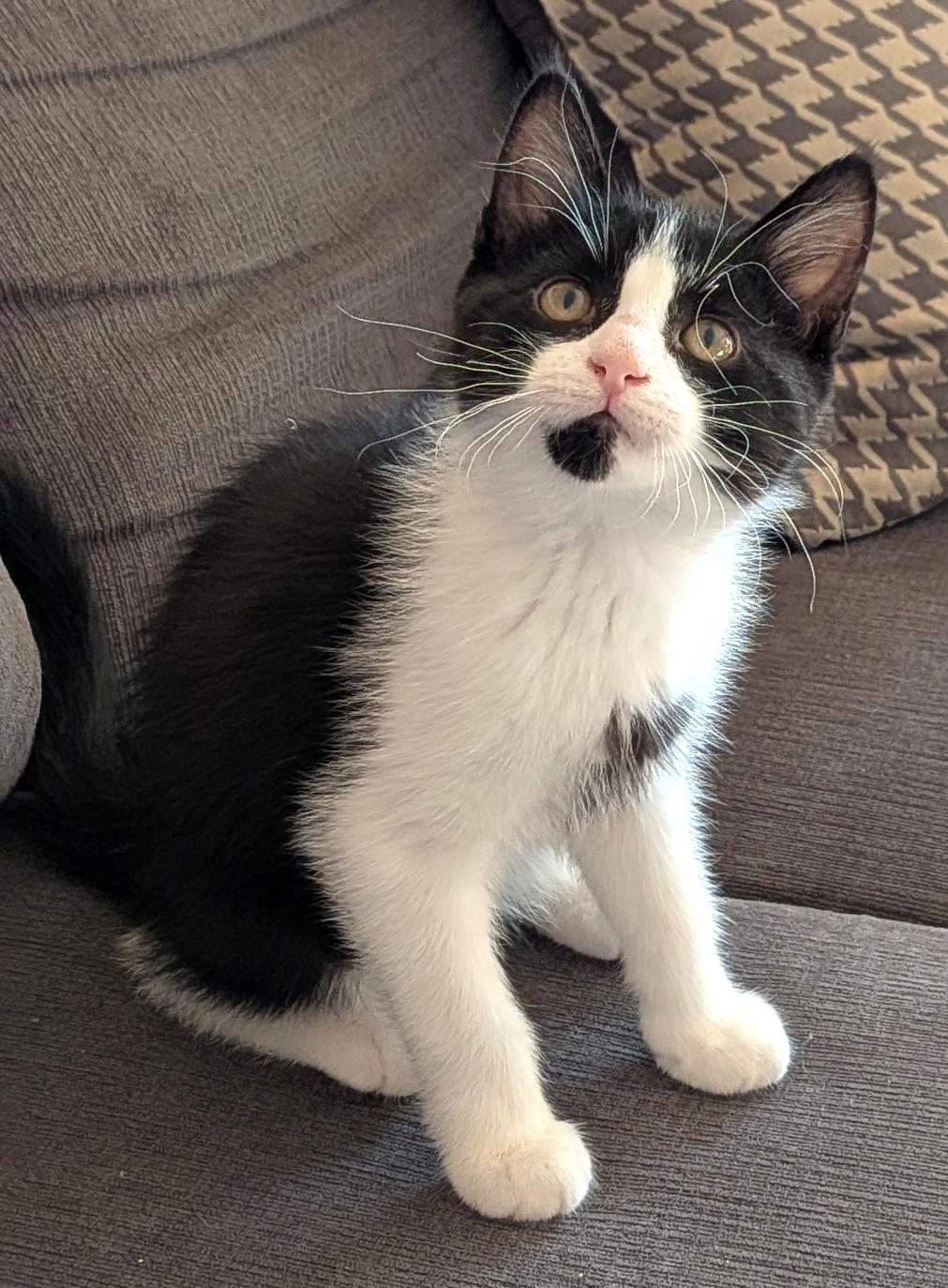 Stilton, an adopted Tuxedo in Stoney Creek, ON image 3/3