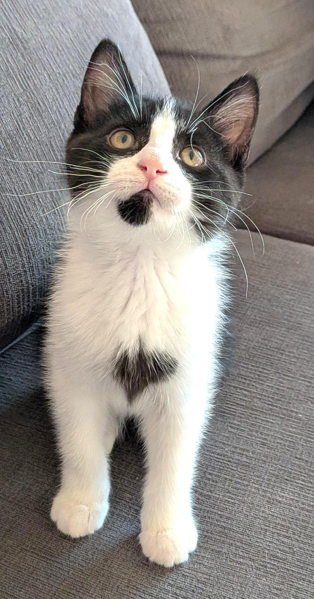 Stilton, an adopted Tuxedo in Stoney Creek, ON image 2/3