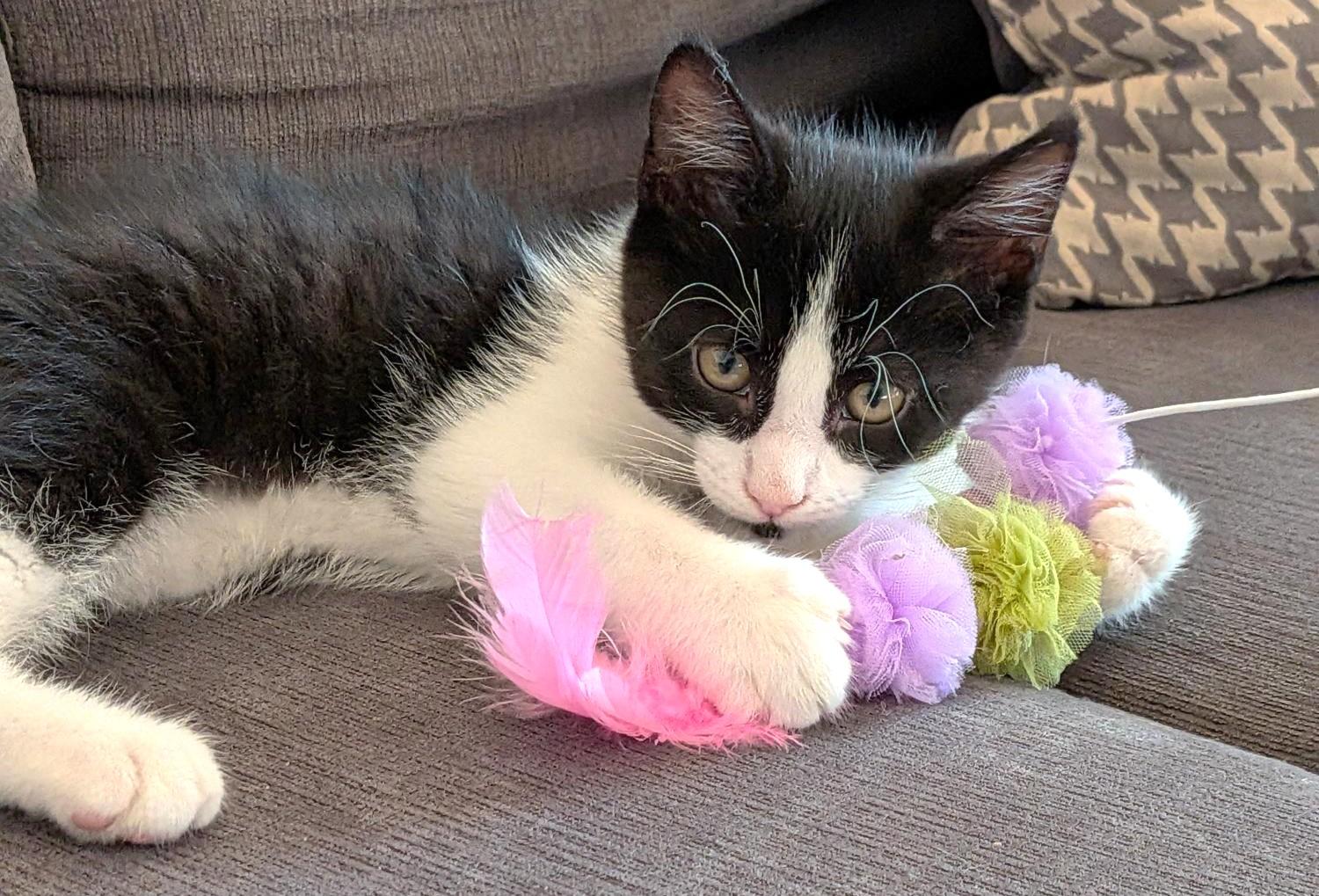 Stilton, adopted, Kitten Male Tuxedo.