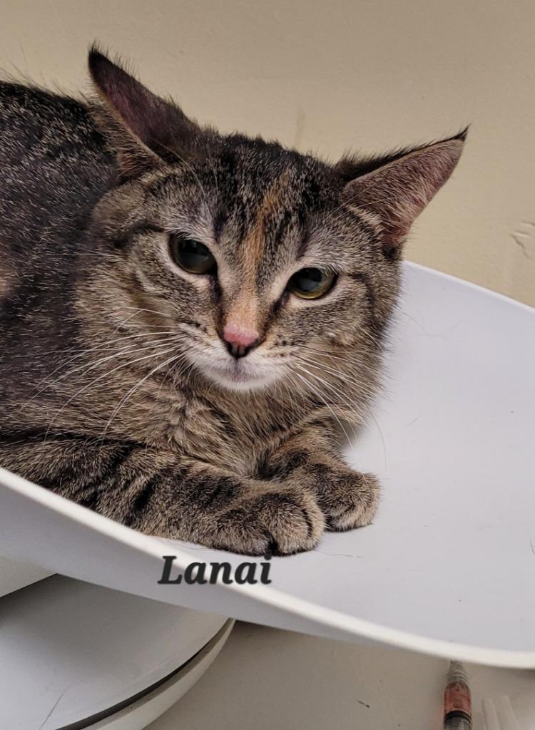 Enlarge Lanai, a Adoptable mixed breed in Cedar Rapids, IA image 1/1