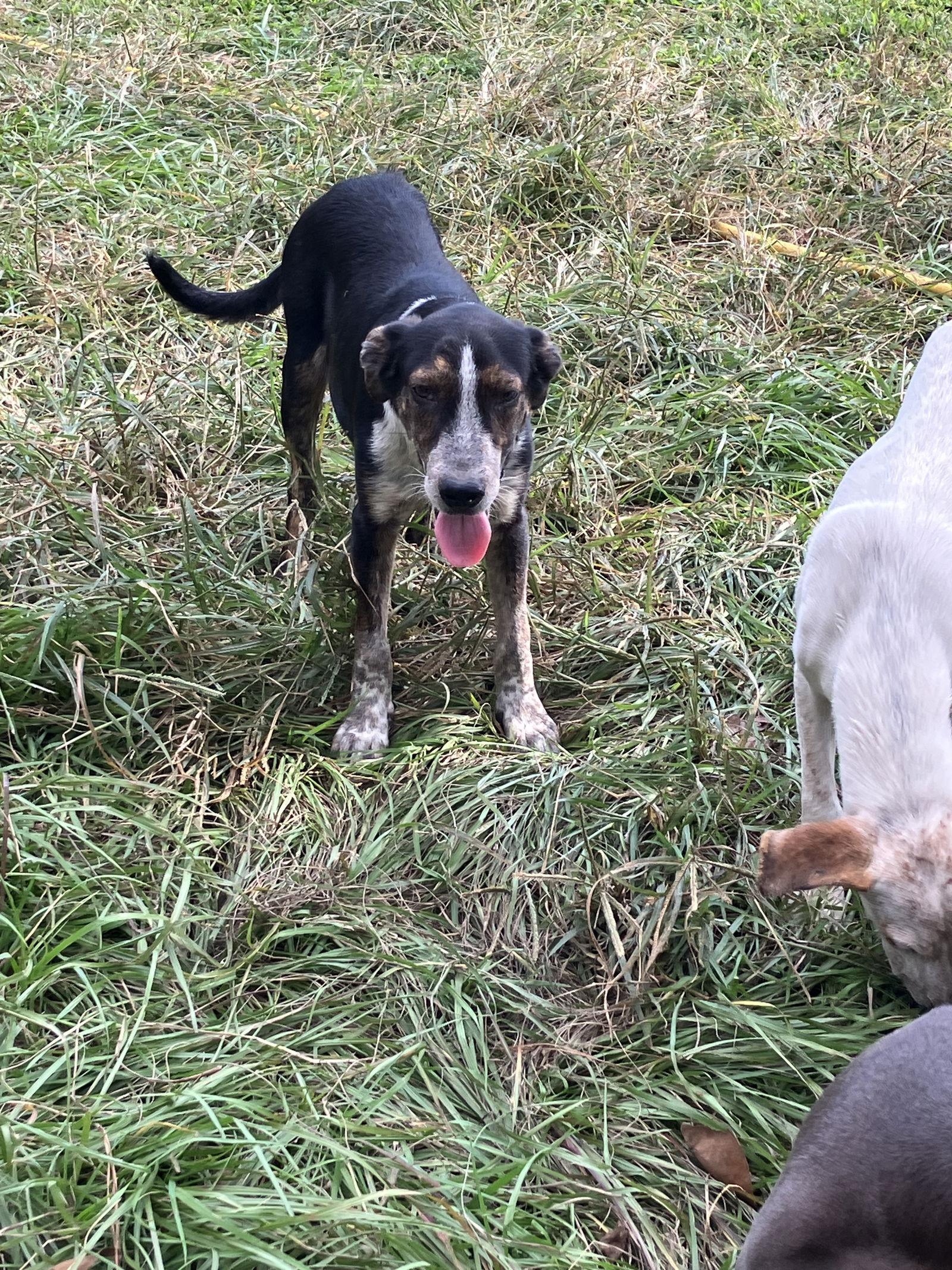 Jack, Adoptable, Puppy Male Hound & Labrador Retriever.