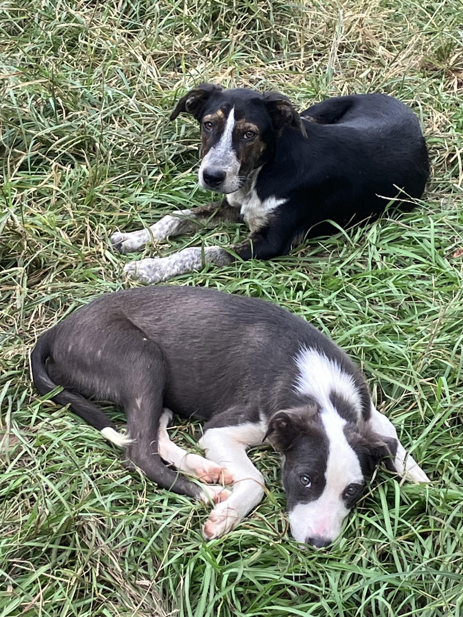 Enlarge Jack, a Adoptable mixed breed in Slidell, LA image 2/2